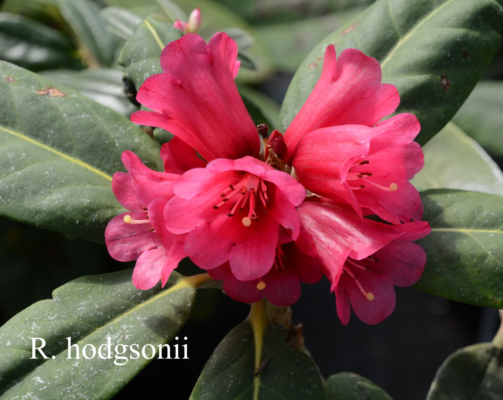 R. hodgsonii photo of R. hodgsonii. ARS-07-627. Location: Fearing's Farm Nursery, Abbotsford, BC, Canada. Photo by: Harold Fearing