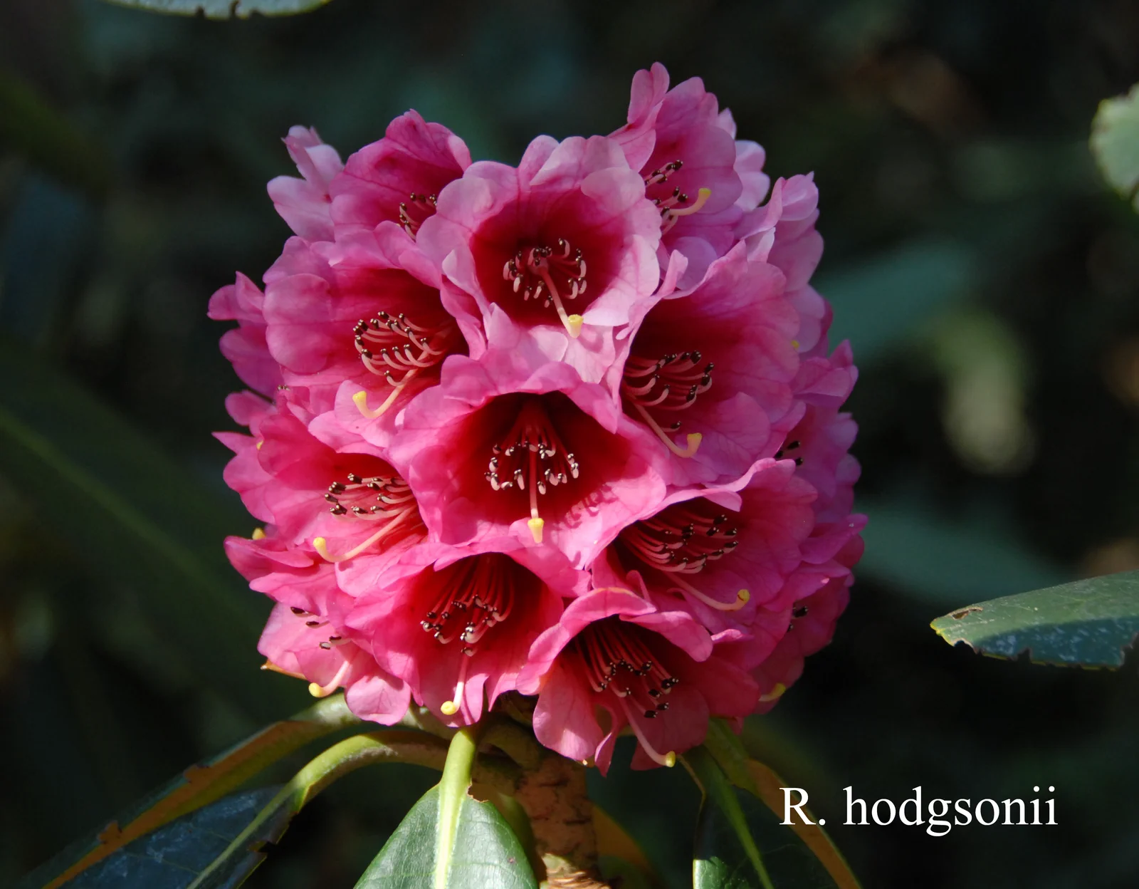 R. hodgsonii photo of R. hodgsonii. Location: Fearing's Farm Nursery, Abbotsford, BC, Canada. Photo by: Harold Fearing