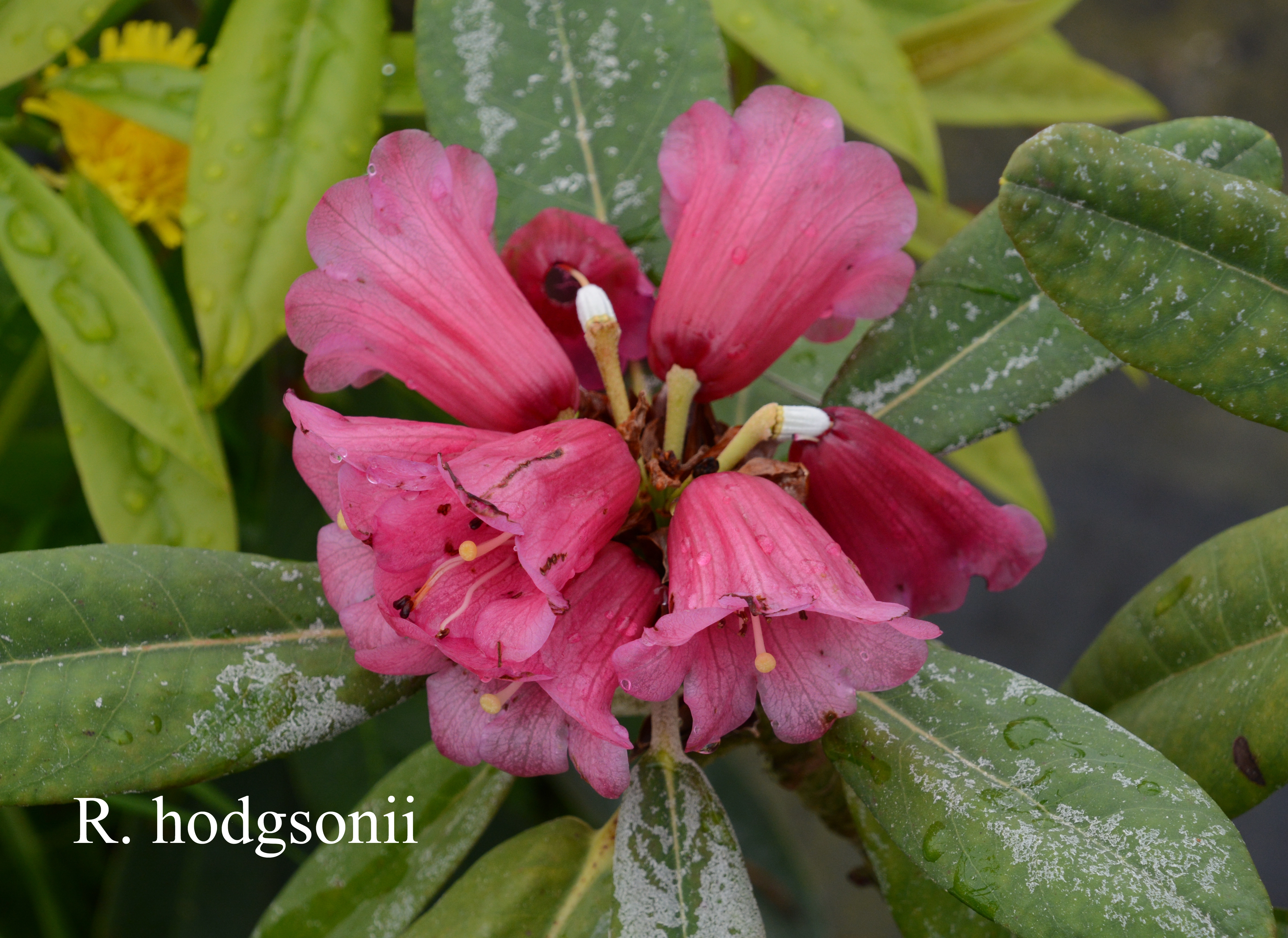 Rhododendron hodgsonii photo