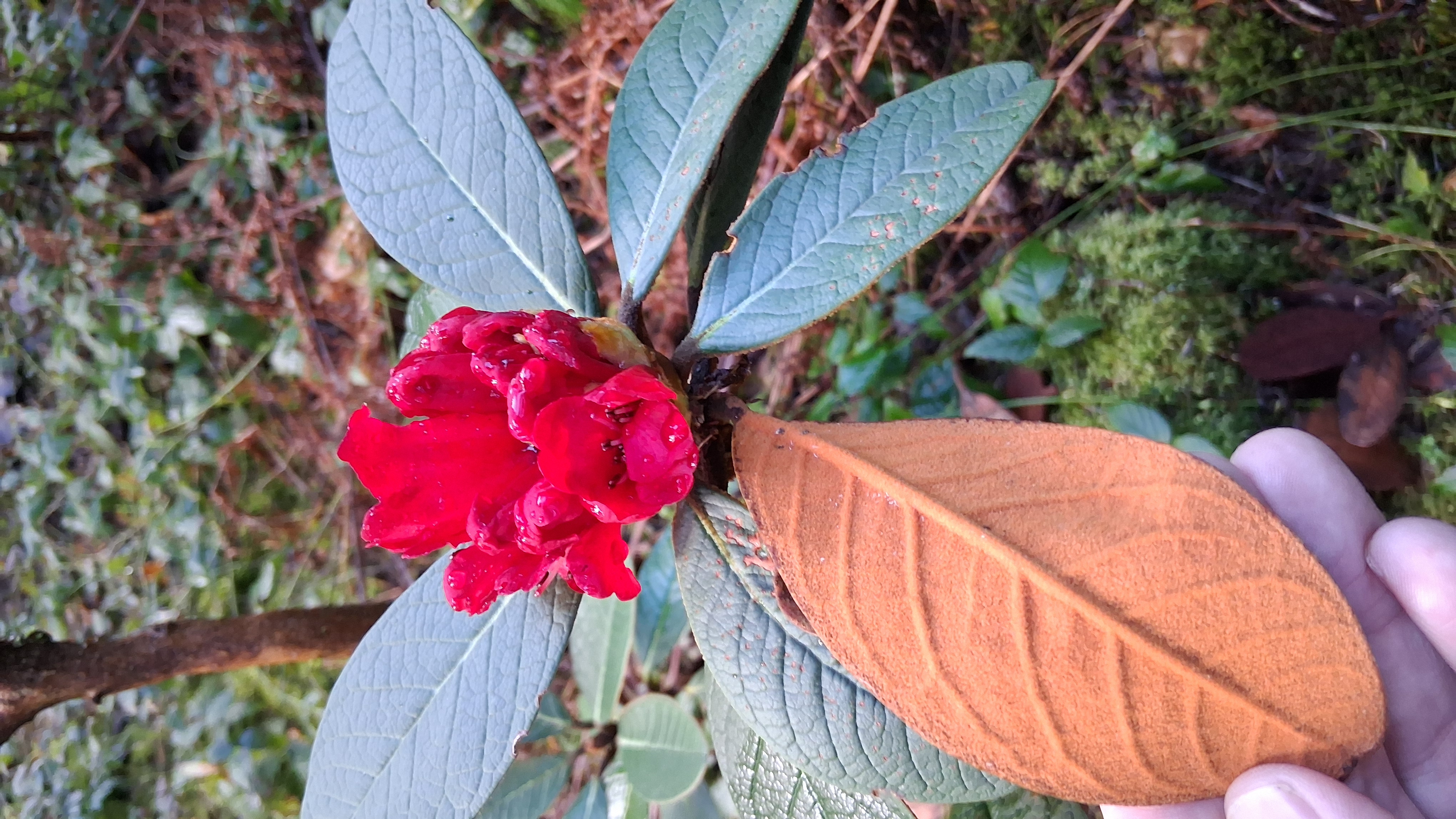 Rhododendron mallotum photo