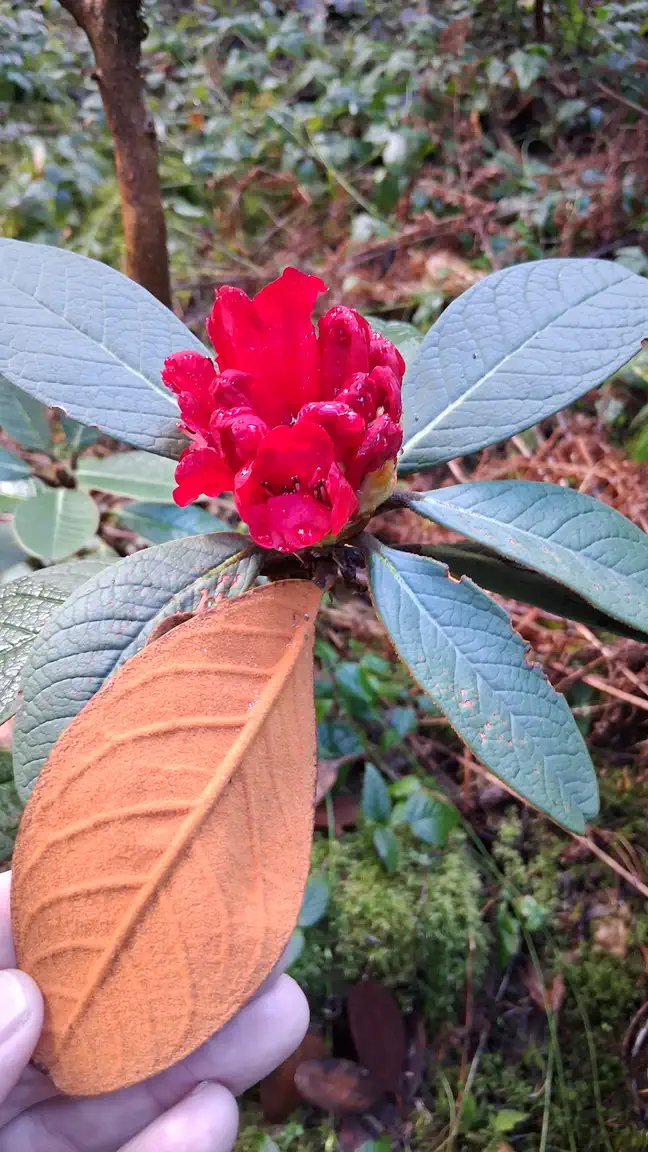 Photo of R. mallotum, Species