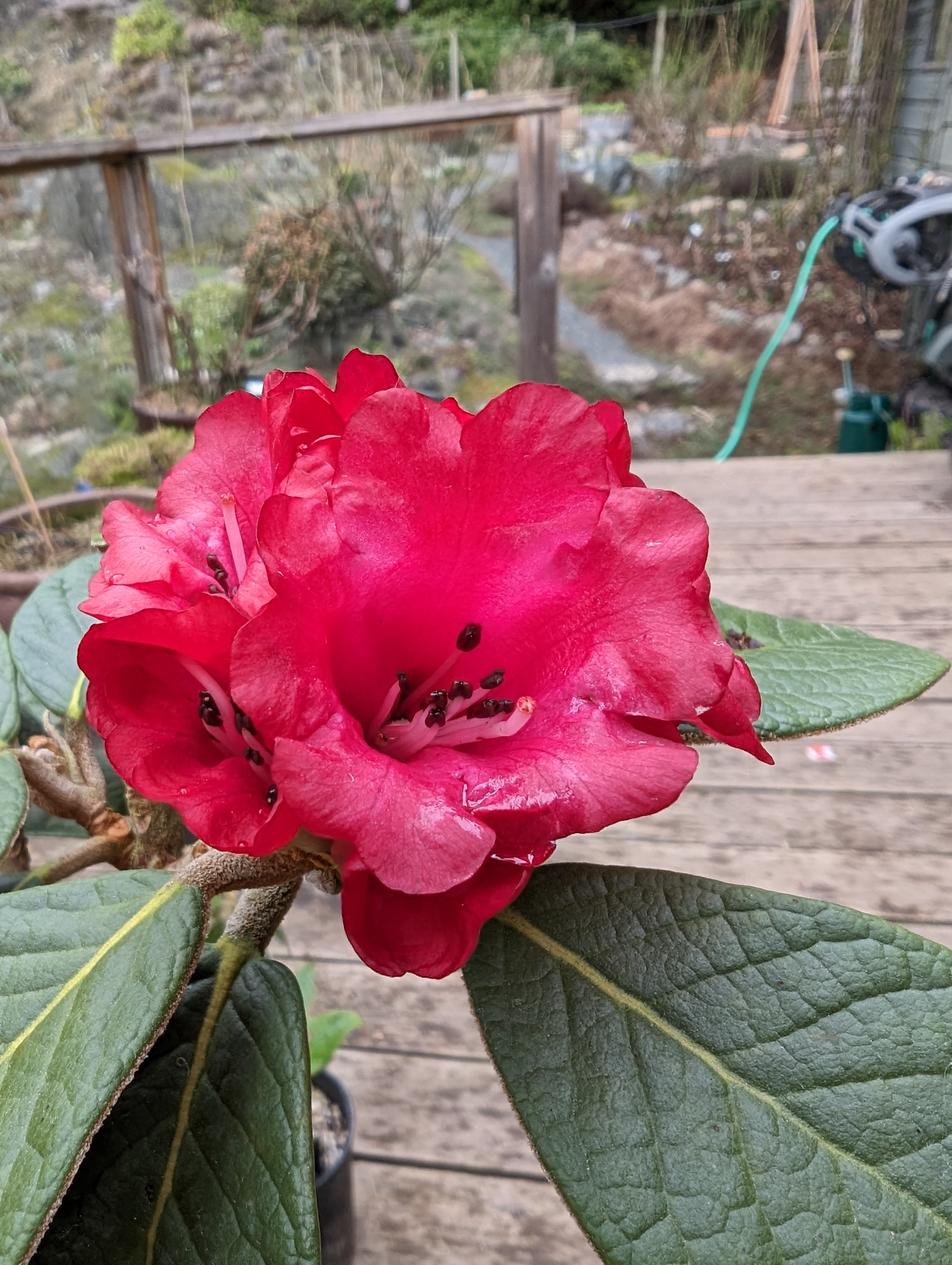 Rhododendron mallotum photo