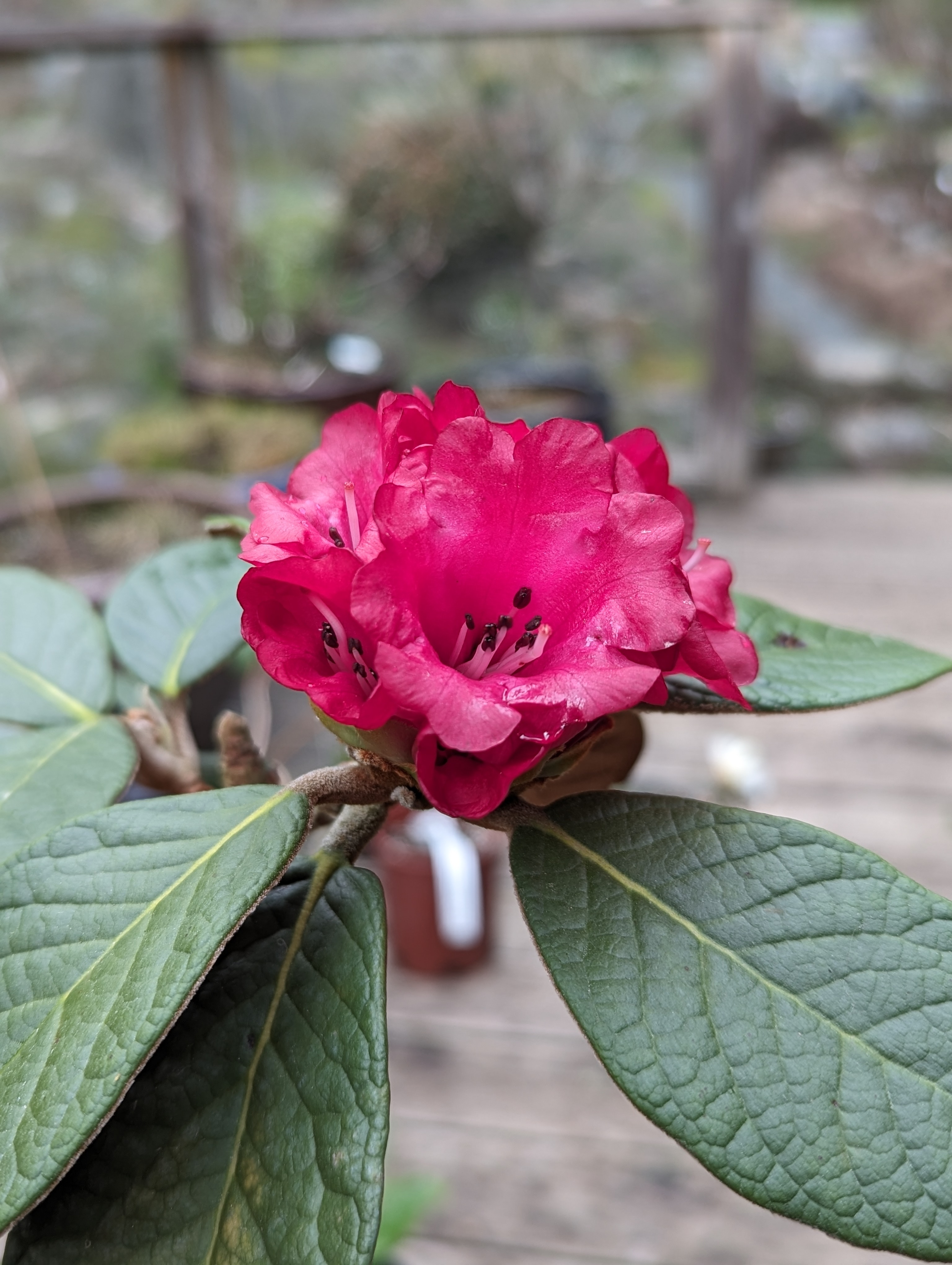 Rhododendron mallotum photo