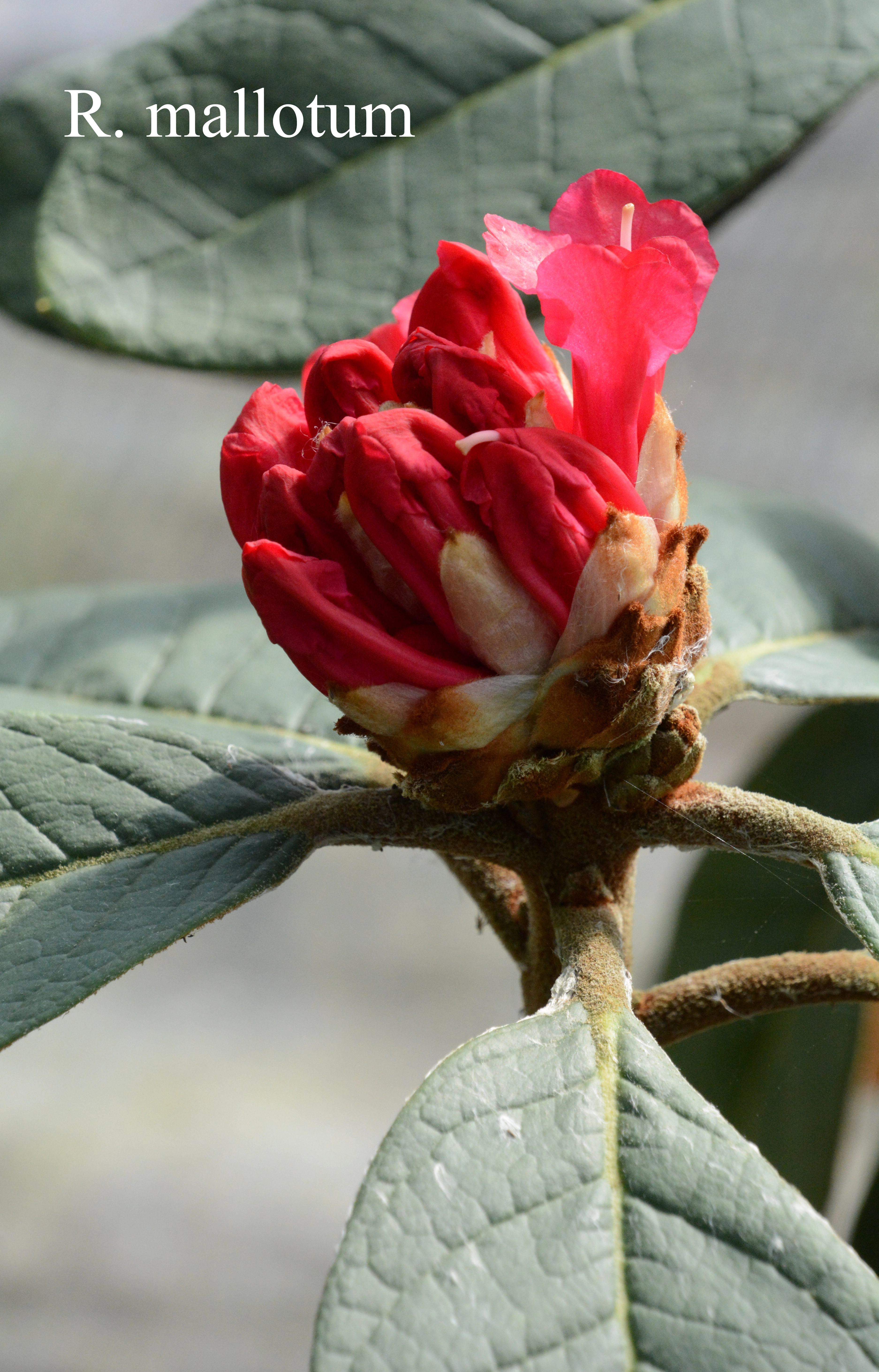 Rhododendron mallotum photo