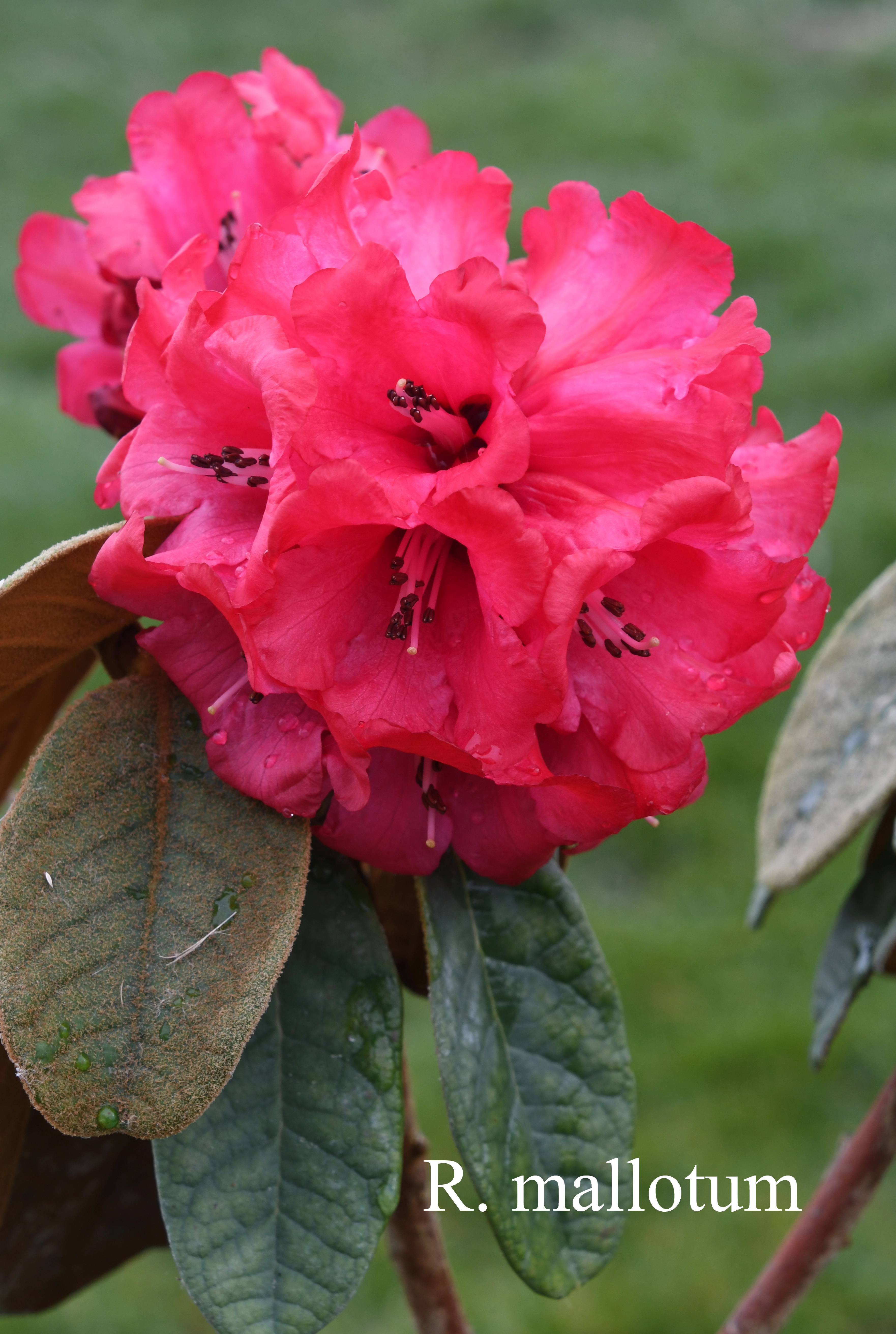 Rhododendron mallotum photo