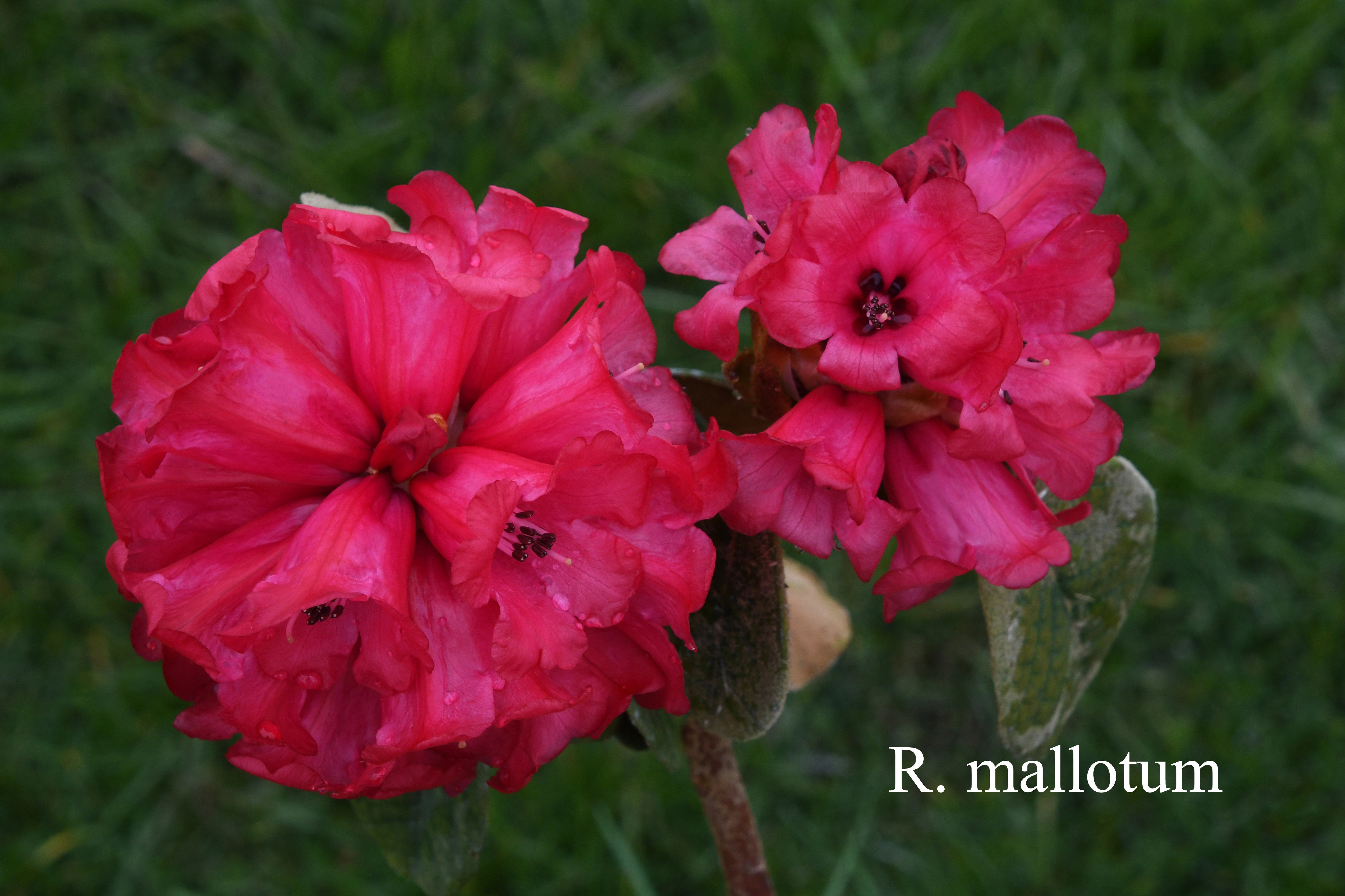 Rhododendron mallotum photo