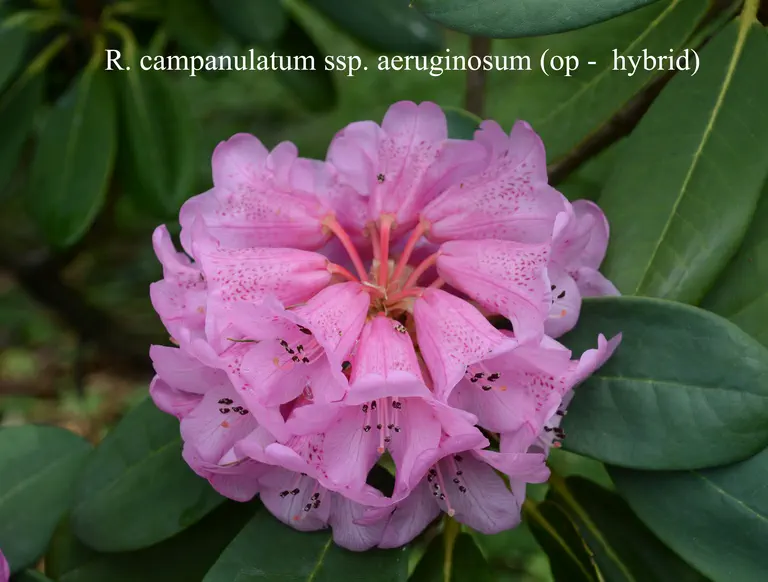 Photo of R. campanulatum ssp aeruginosum, Species