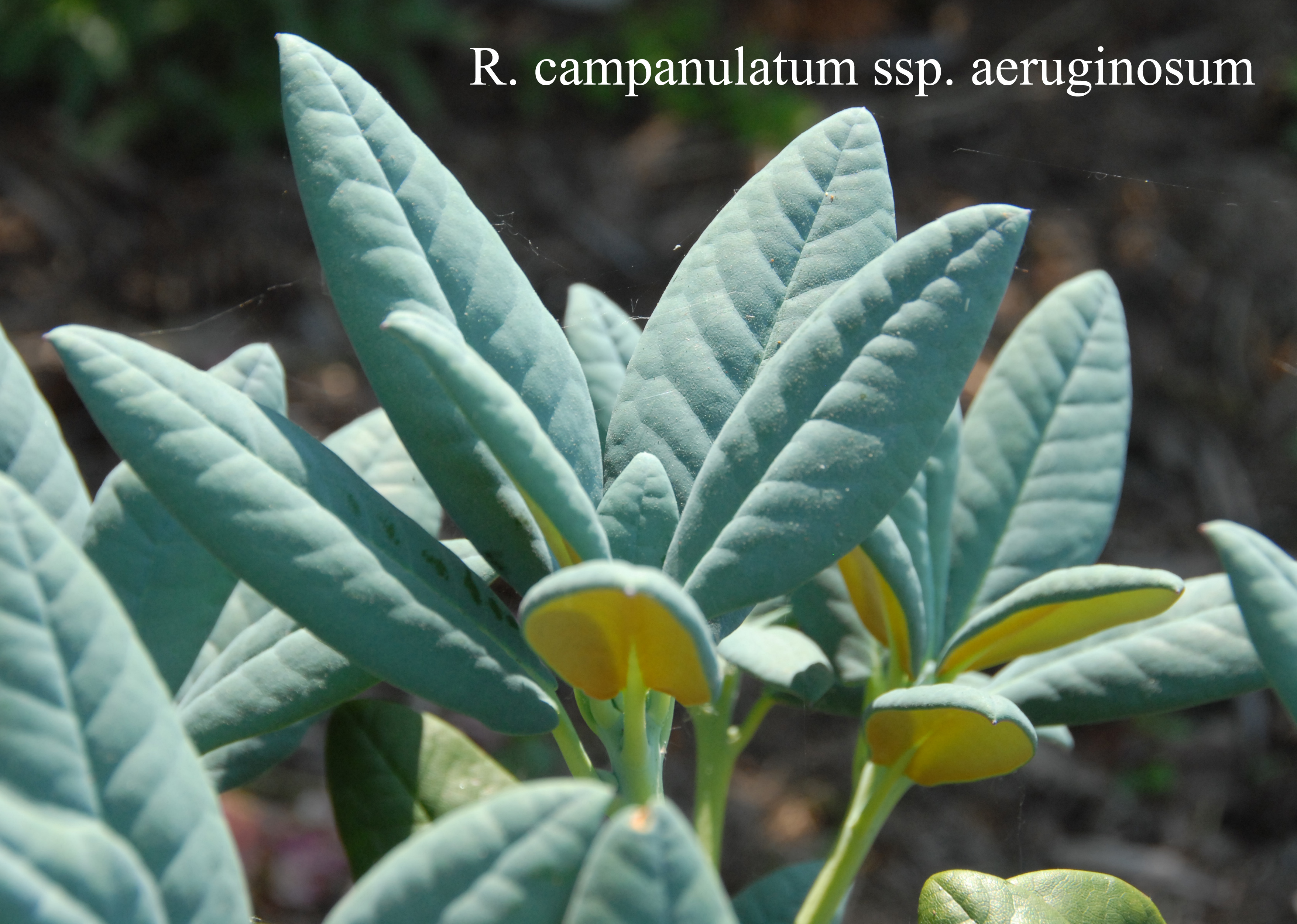 Rhododendron campanulatum ssp aeruginosum photo
