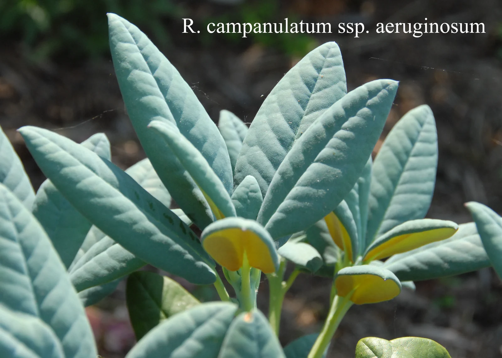 R. campanulatum ssp aeruginosum photo of R. campanulatum ssp aeruginosum. Leaves. Location: Fearing's Farm Nursery, Abbotsford, BC, Canada. Photo by: Harold Fearing