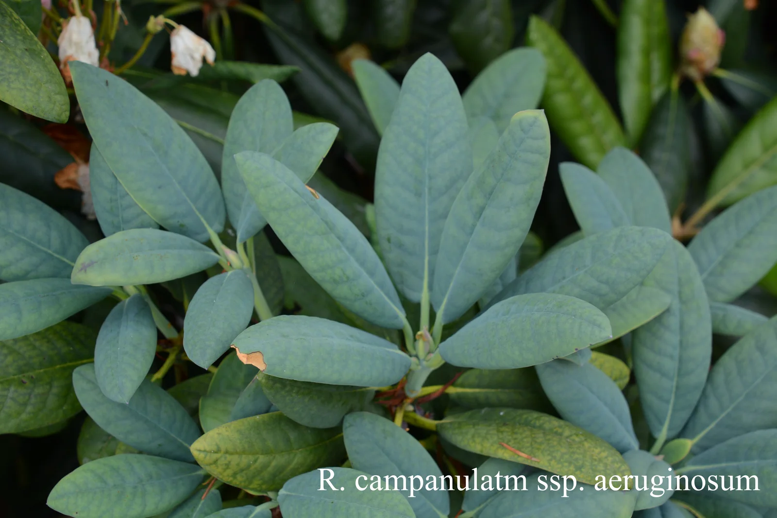 R. campanulatum ssp aeruginosum photo of R. campanulatum ssp aeruginosum. Leaves. Location: Fearing's Farm Nursery, Abbotsford, BC, Canada. Photo by: Harold Fearing