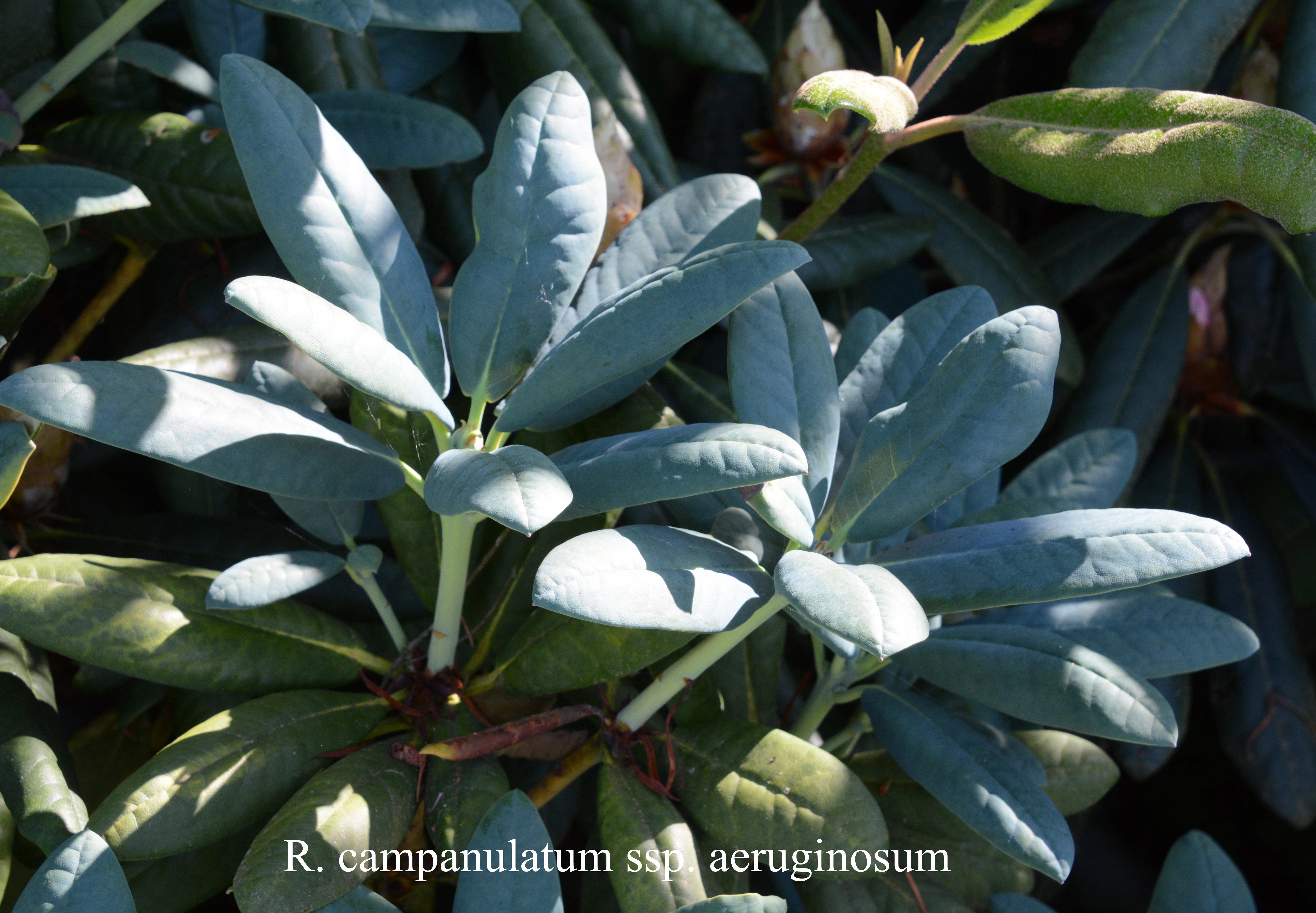 Rhododendron campanulatum ssp aeruginosum photo