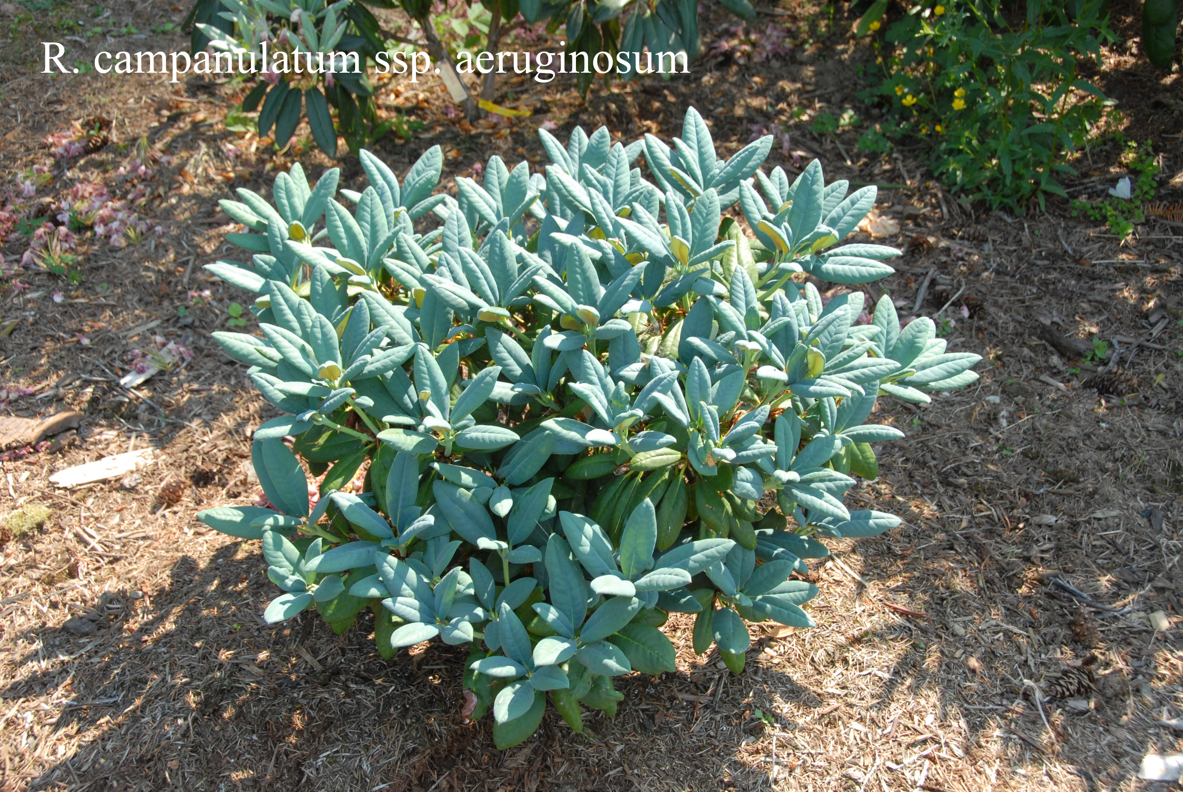 Rhododendron campanulatum ssp aeruginosum photo