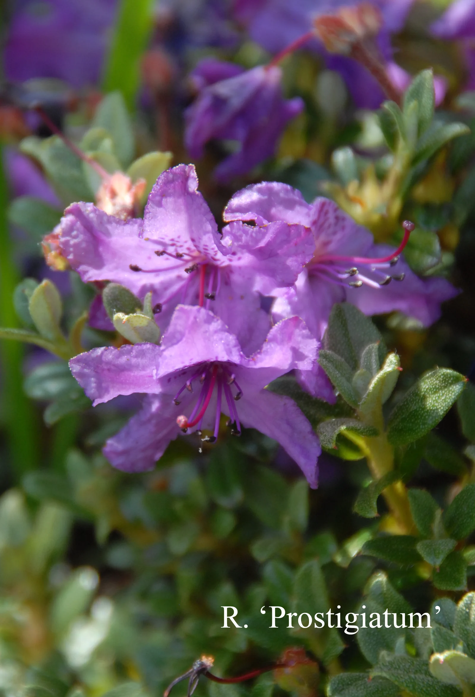R. 'Prostigiatum' photo of R. 'Prostigiatum'. Location: Fearing's Farm Nursery, Abbotsford, BC, Canada. Photo by: Harold Fearing