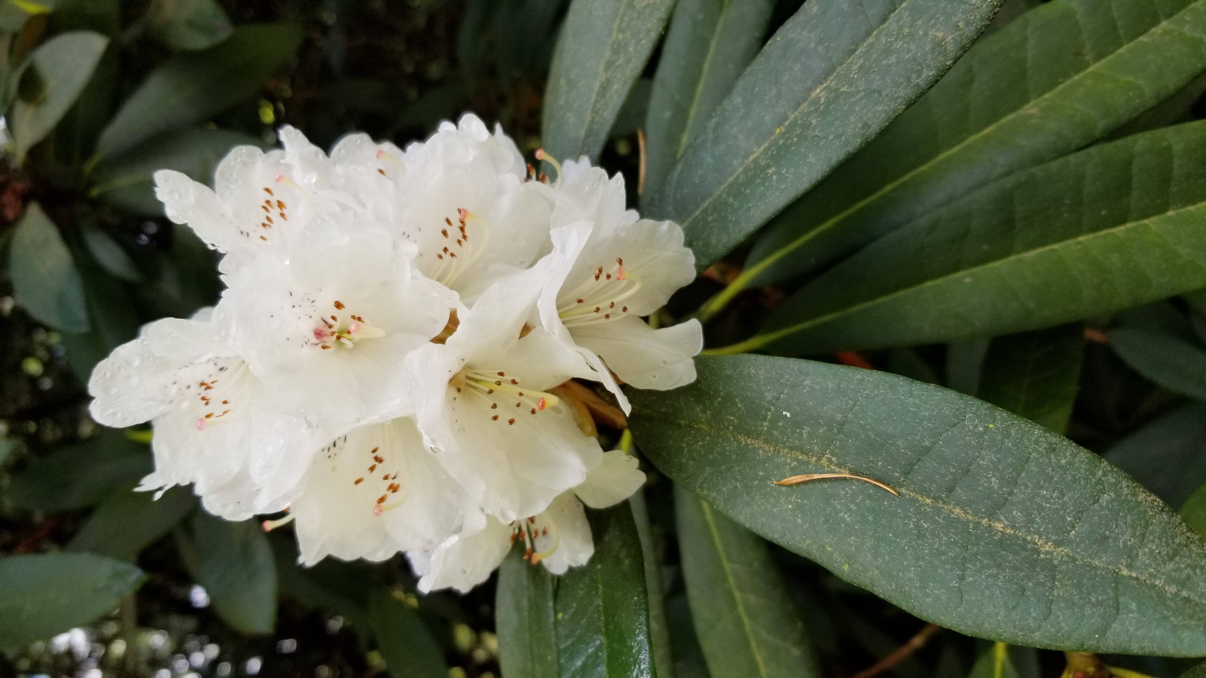 Rhododendron arboreum ssp cinnamomeum var roseum photo