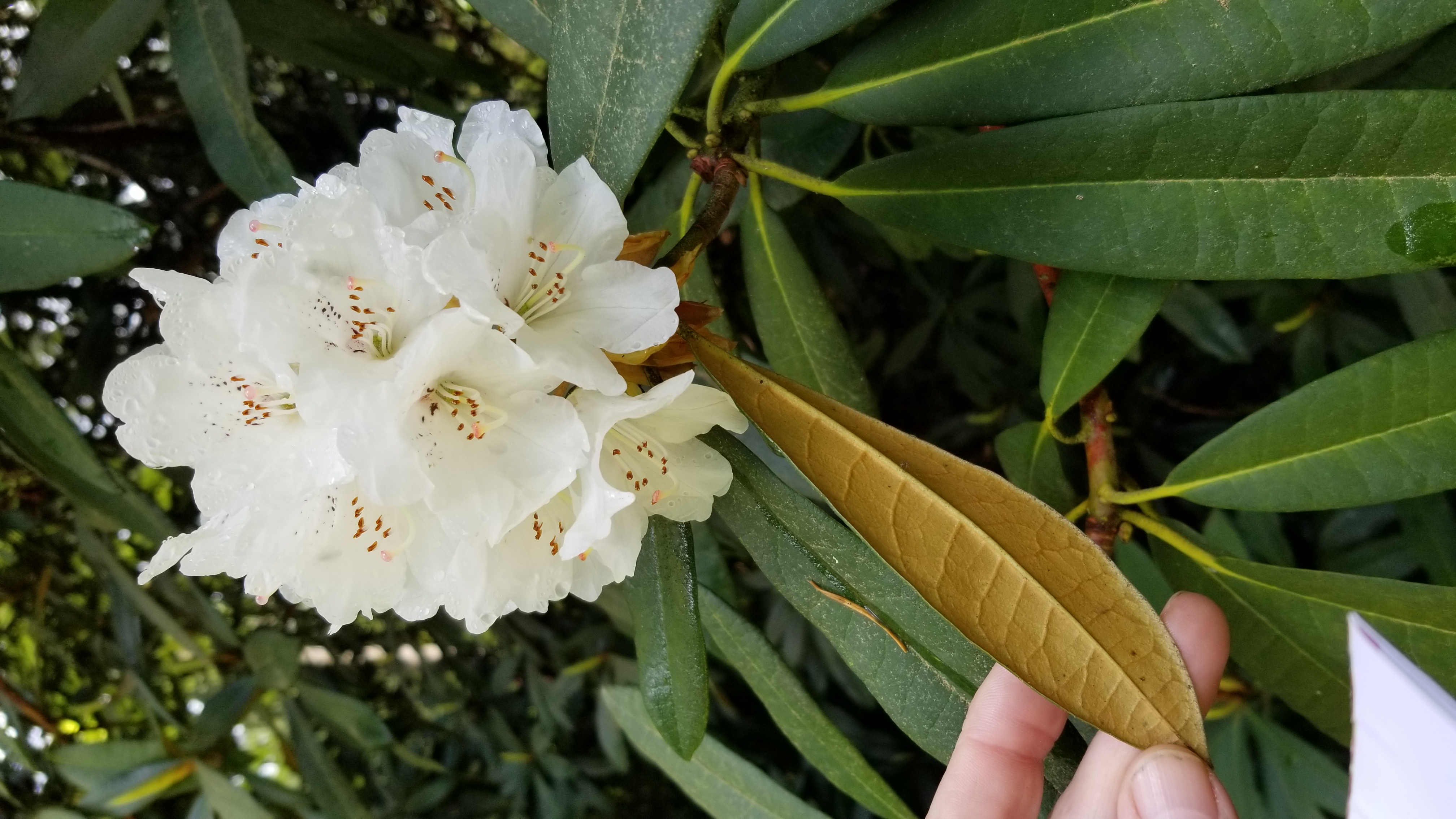 Rhododendron arboreum ssp cinnamomeum var roseum photo