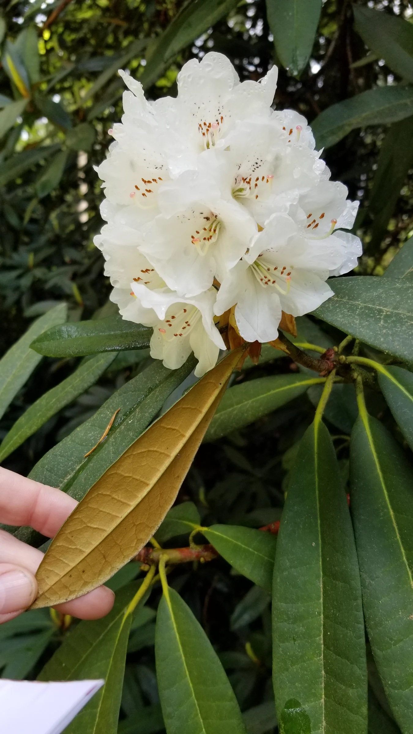 R. arboreum ssp cinnamomeum 'Roseum' photo of R. arboreum ssp cinnamomeum var roseum. R. arboreum ssp cinnamomeum var 'Roseum' flowers and indumentum.. Location: Rhododendron Species Botanical Garden. Photo by: Thatrhodylady
