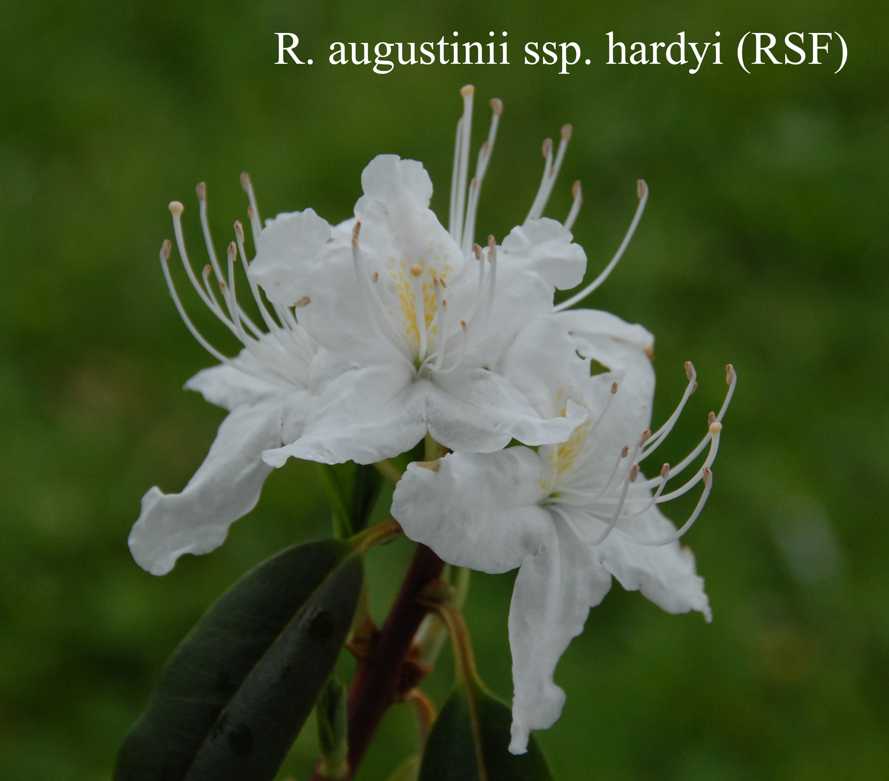 Rhododendron augustinii ssp hardyi photo