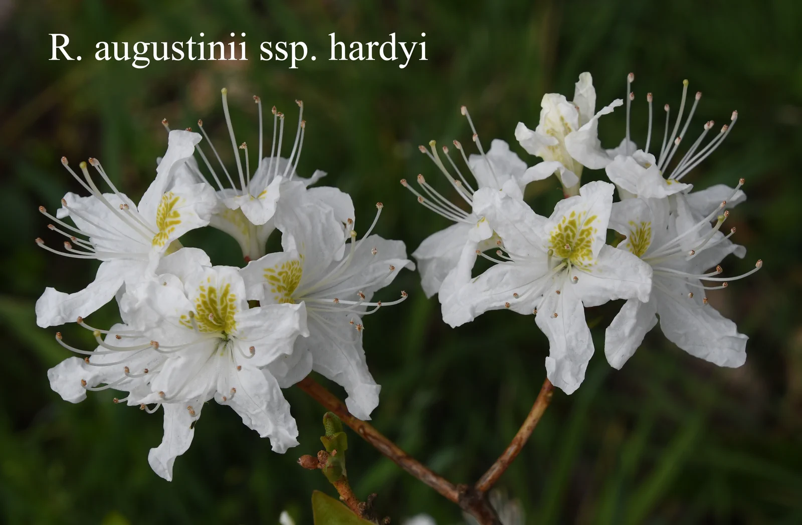 R. augustinii ssp hardyi photo of R. augustinii ssp hardyi. Location: Fearing's Farm Nursery, Abbotsford, BC, Canada. Photo by: Harold Fearing