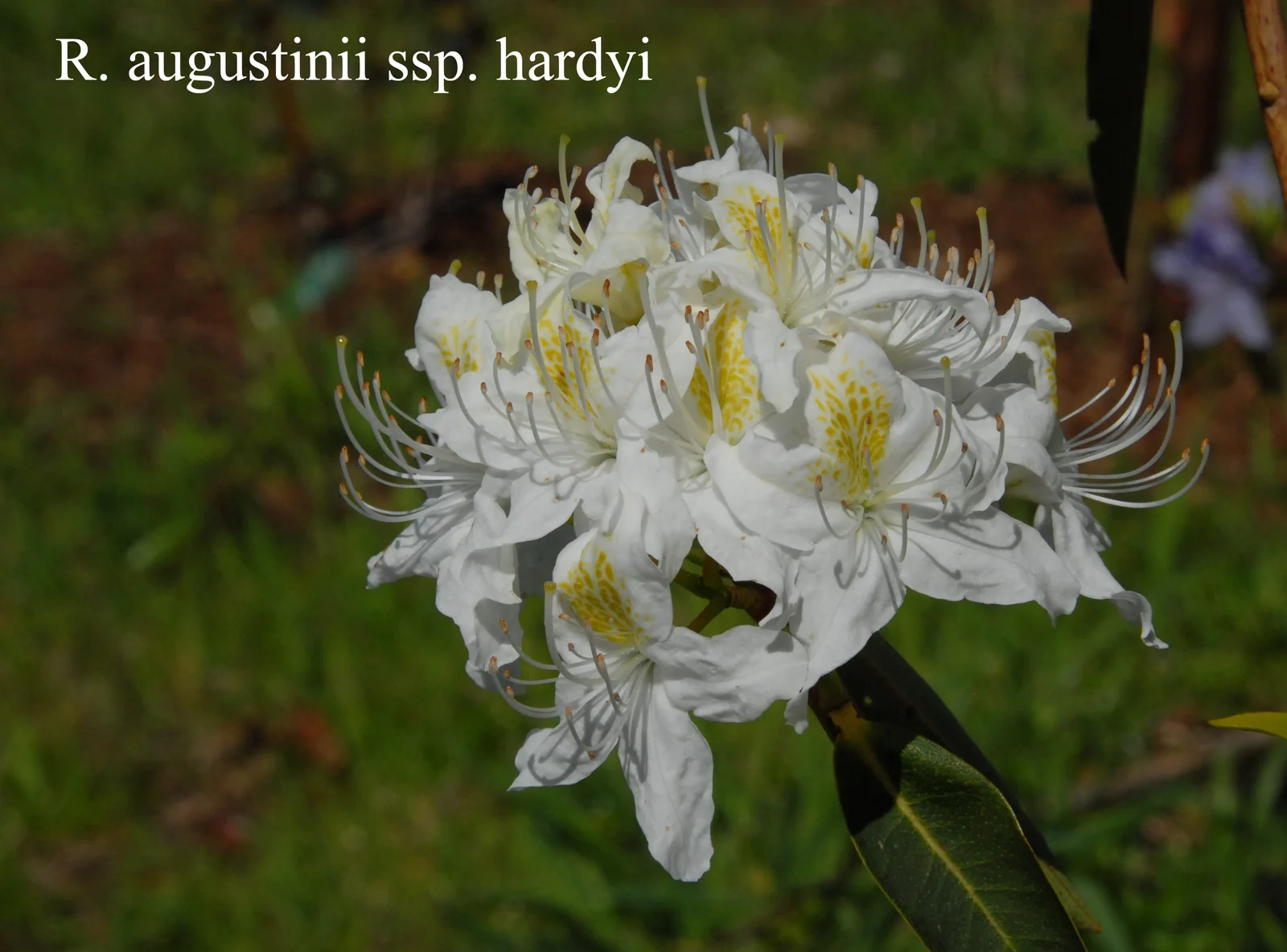 R. augustinii ssp hardyi photo of R. augustinii ssp hardyi. Location: Fearing's Farm Nursery, Abbotsford, BC, Canada. Photo by: Harold Fearing