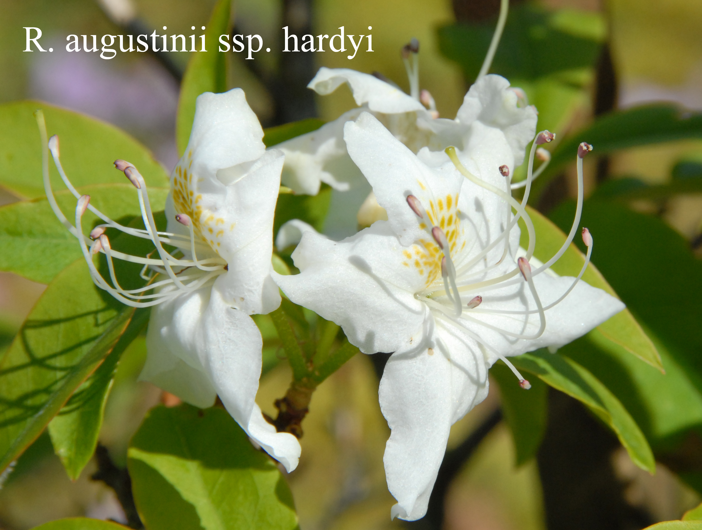Rhododendron augustinii ssp hardyi photo