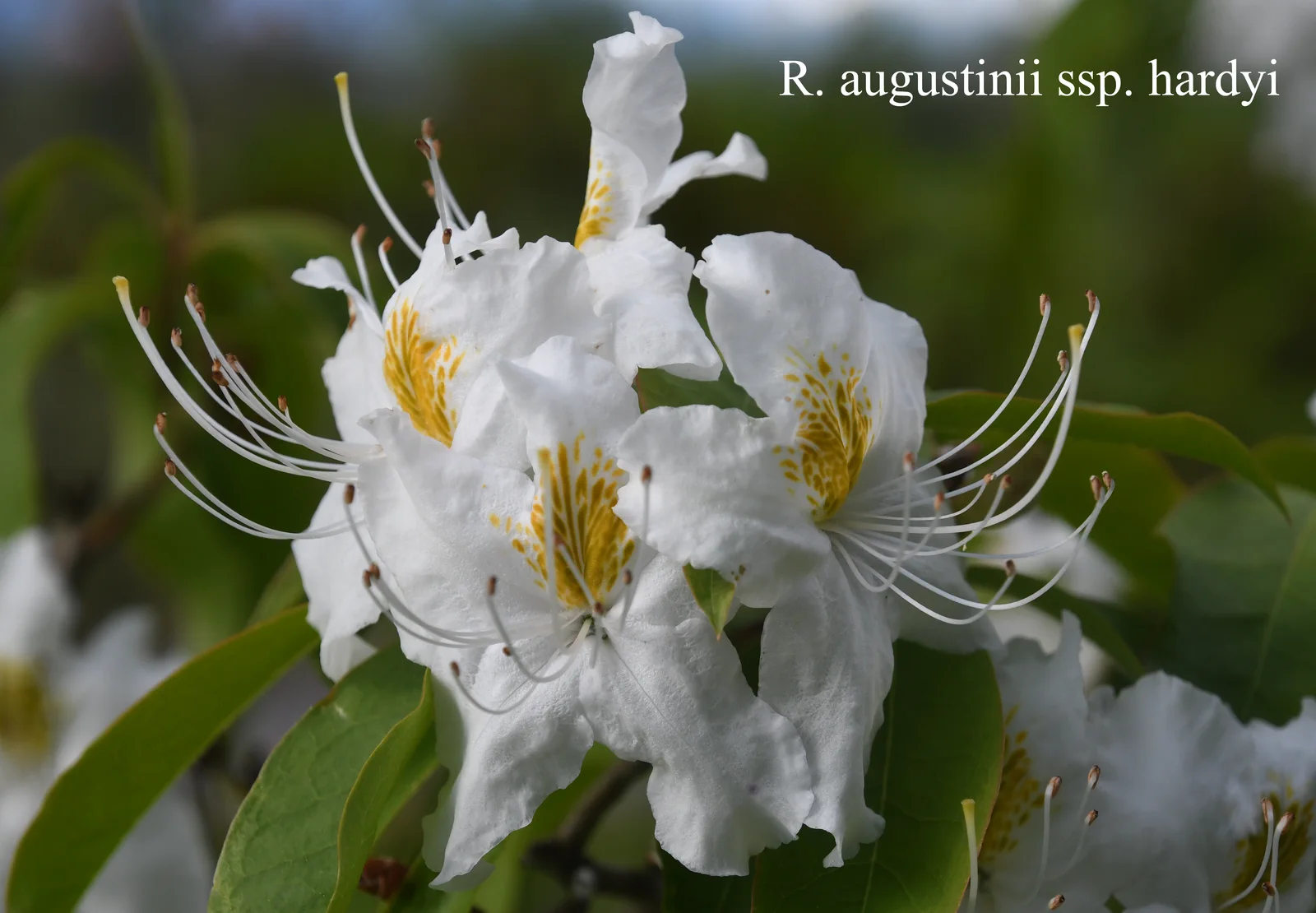 R. augustinii ssp hardyi photo of R. augustinii ssp hardyi. Location: Fearing's Farm Nursery, Abbotsford, BC, Canada. Photo by: Harold Fearing
