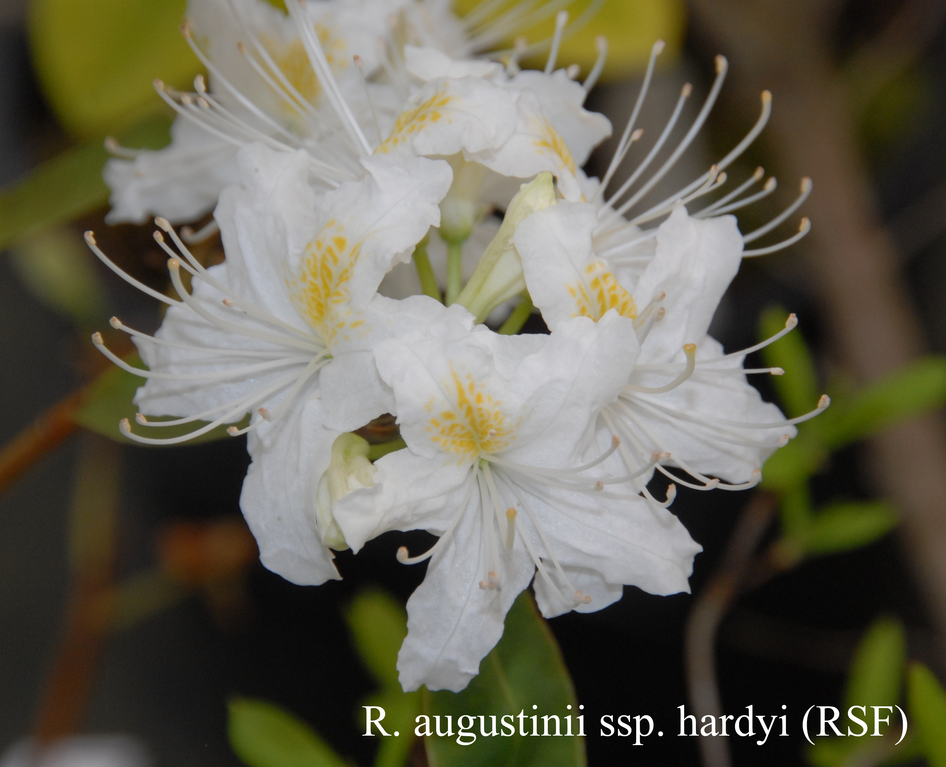 Rhododendron augustinii ssp hardyi photo