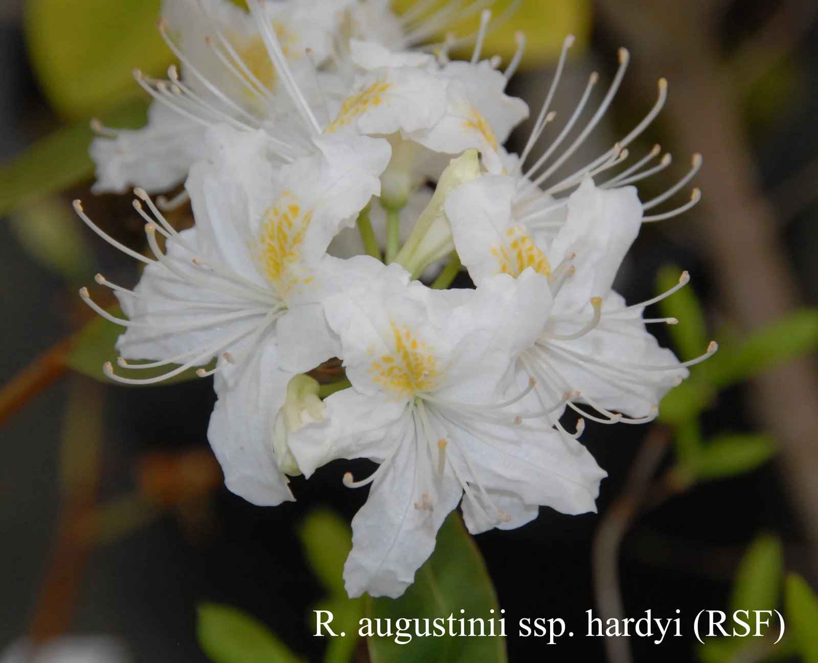 R. augustinii ssp hardyi photo of R. augustinii ssp hardyi. RSF. Location: Fearing's Farm Nursery, Abbotsford, BC, Canada. Photo by: Harold Fearing