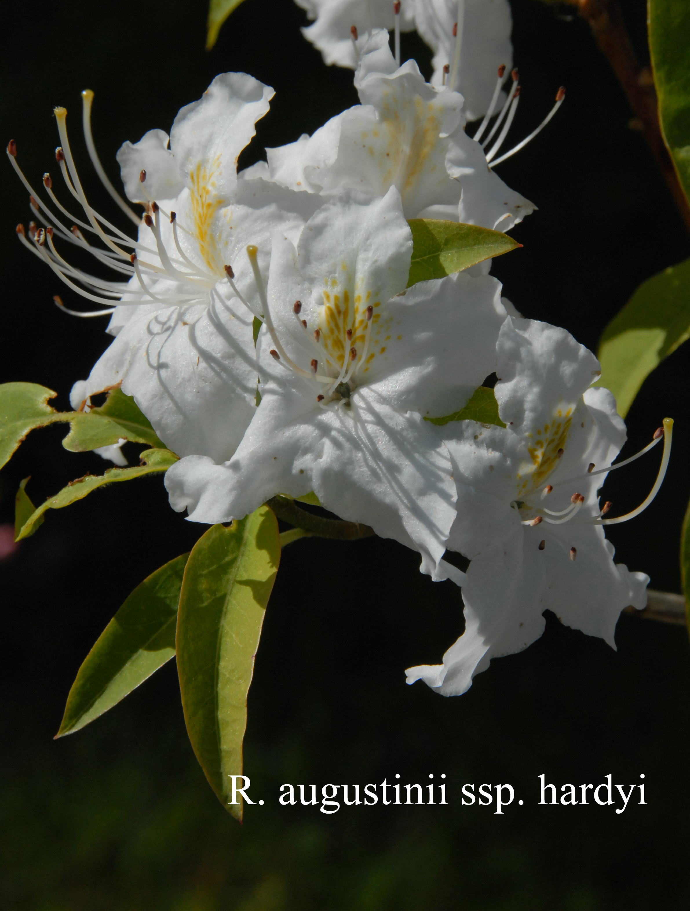 Rhododendron augustinii ssp hardyi photo