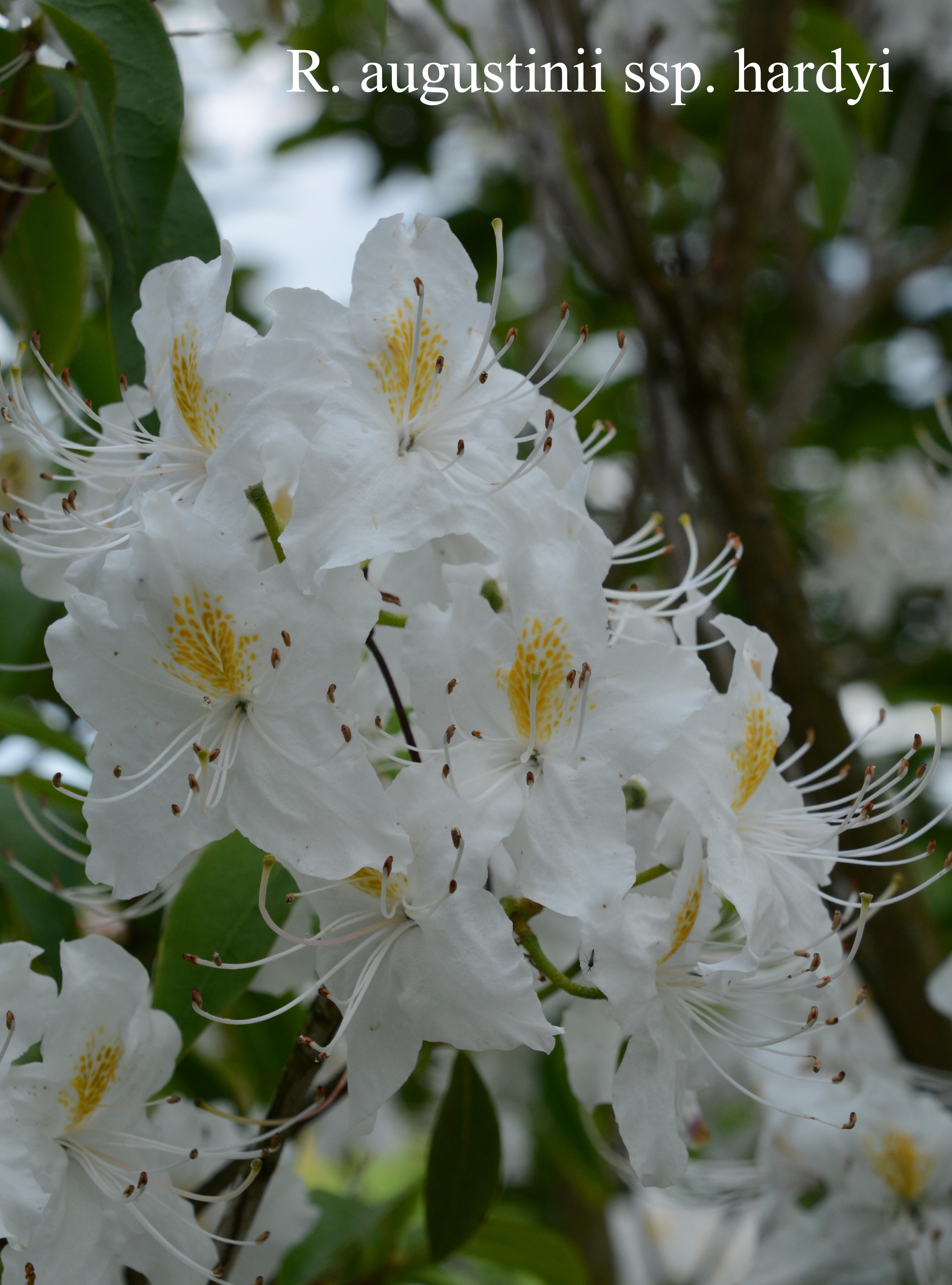 Rhododendron augustinii ssp hardyi photo