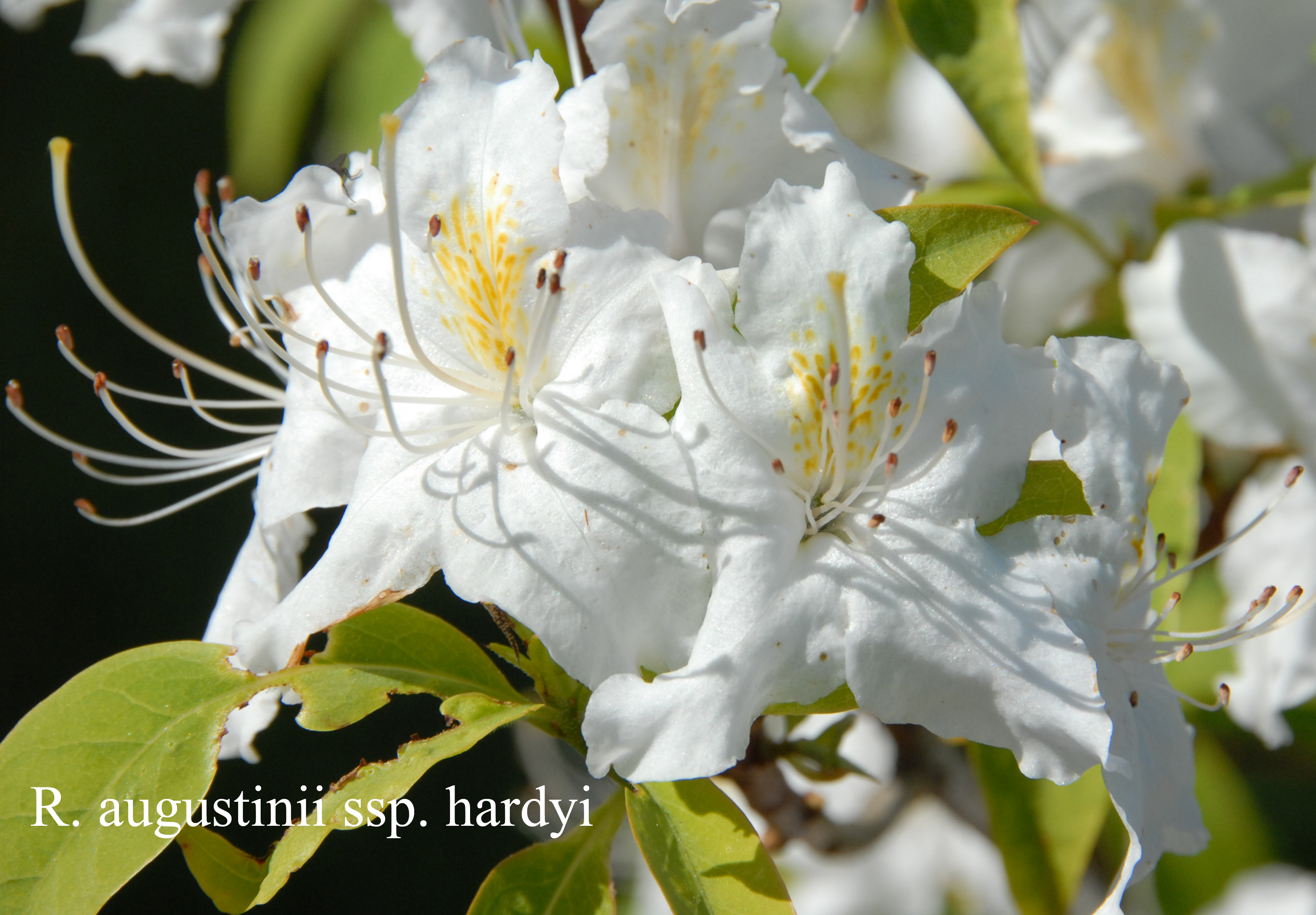 Rhododendron augustinii ssp hardyi photo