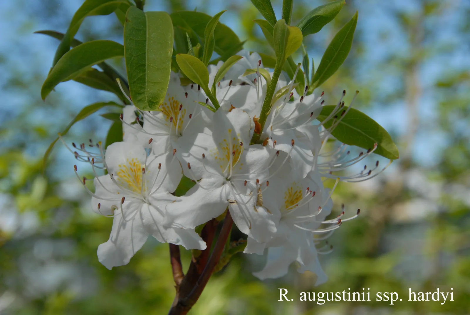 R. augustinii ssp hardyi photo of R. augustinii ssp hardyi. Location: Fearing's Farm Nursery, Abbotsford, BC, Canada. Photo by: Harold Fearing