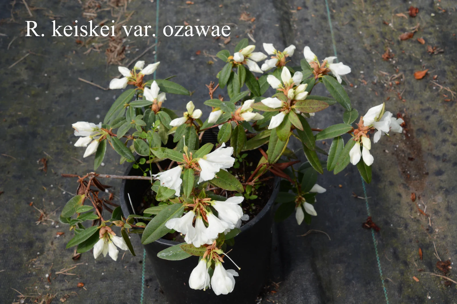 R. keiskei var ozawae photo of R. keiskei var ozawae. RHS 11-057. Location: Fearing's Farm Nursery, Abbotsford, BC, Canada. Photo by: Harold Fearing