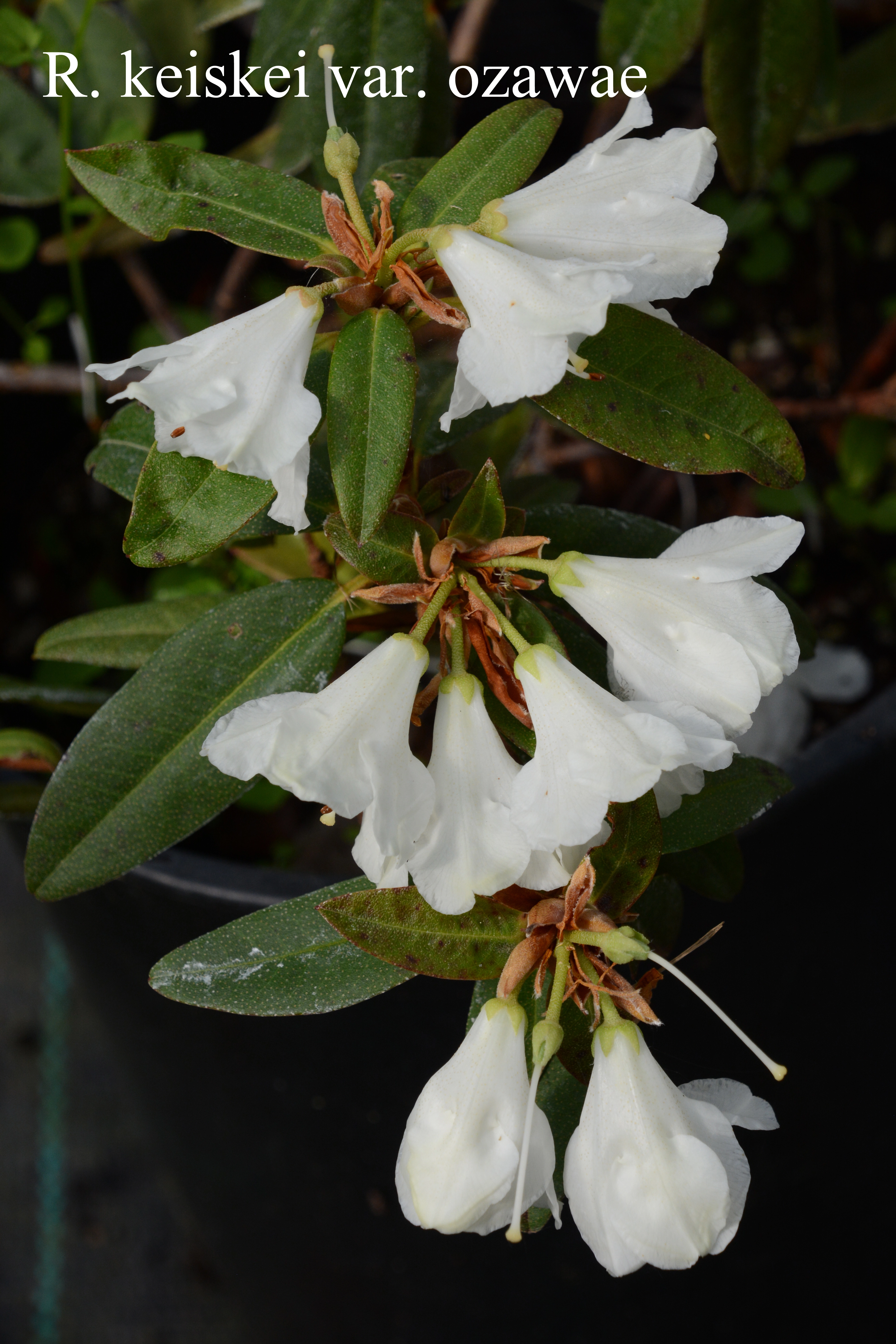 Rhododendron keiskei var ozawae photo