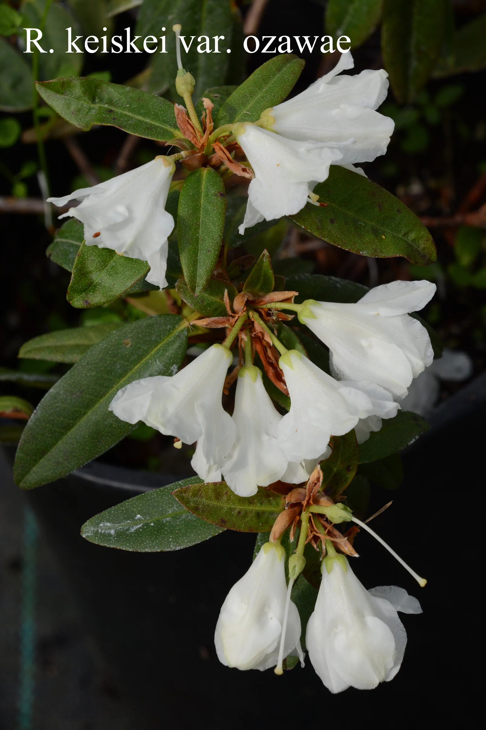 R. keiskei var ozawae photo of R. keiskei var ozawae. RHS 11-057. Location: Fearing's Farm Nursery, Abbotsford, BC, Canada. Photo by: Harold Fearing