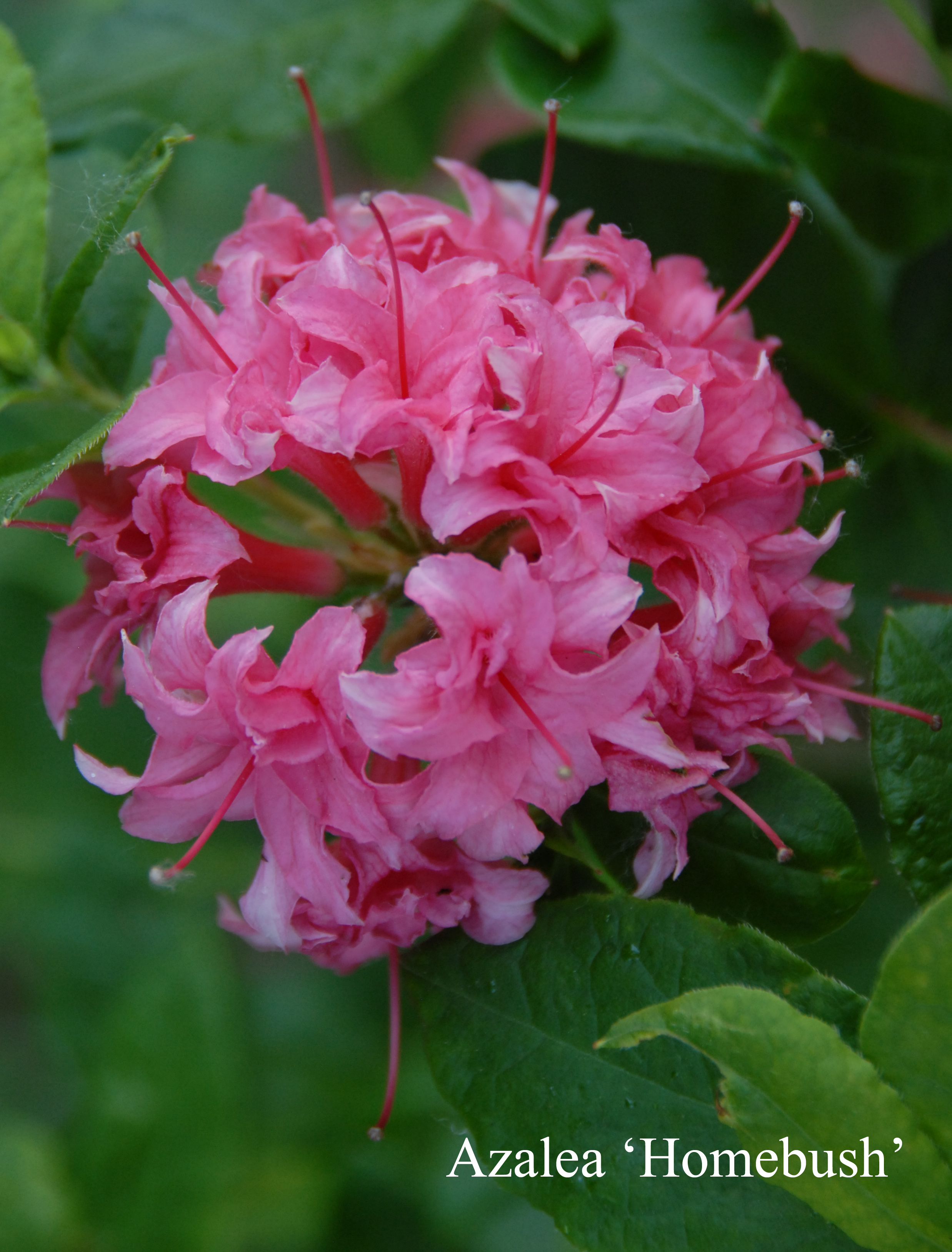 Rhododendron Homebush photo