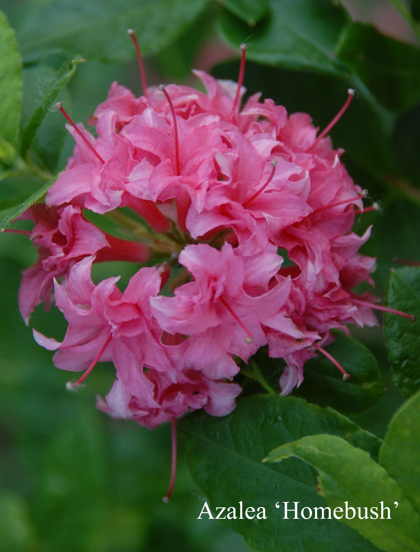 R. 'Homebush' photo of R. 'Homebush'. Location: Fearing's Farm Nursery, Abbotsford, BC, Canada. Photo by: Harold Fearing