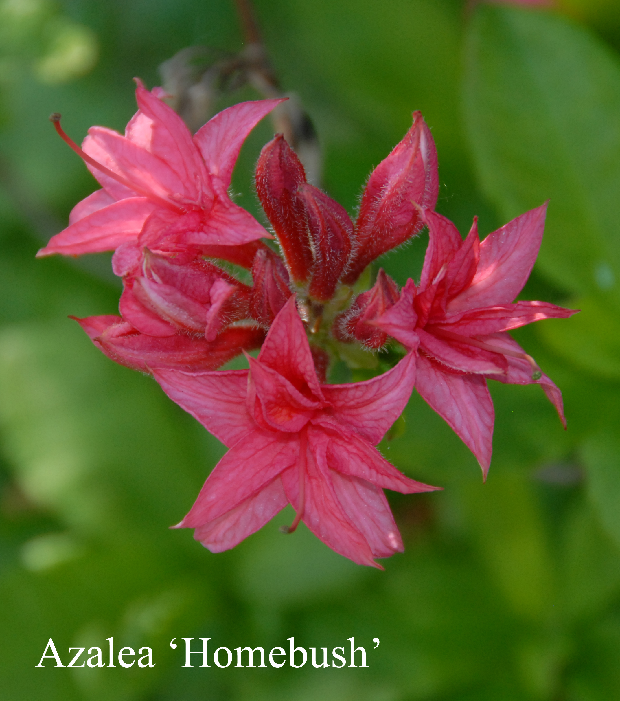 Rhododendron Homebush photo
