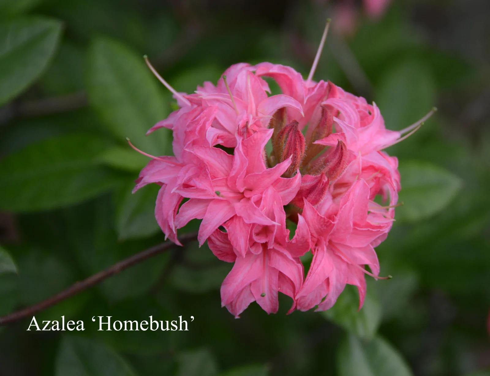 R. 'Homebush' photo of R. 'Homebush'. Location: Fearing's Farm Nursery, Abbotsford, BC, Canada. Photo by: Harold Fearing