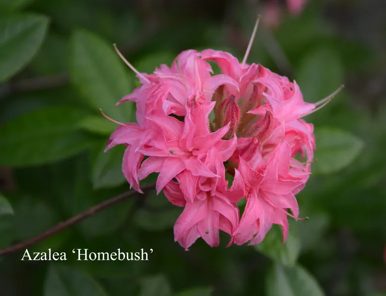 Photo of R. 'Homebush', Deciduous Azalea Hybrid