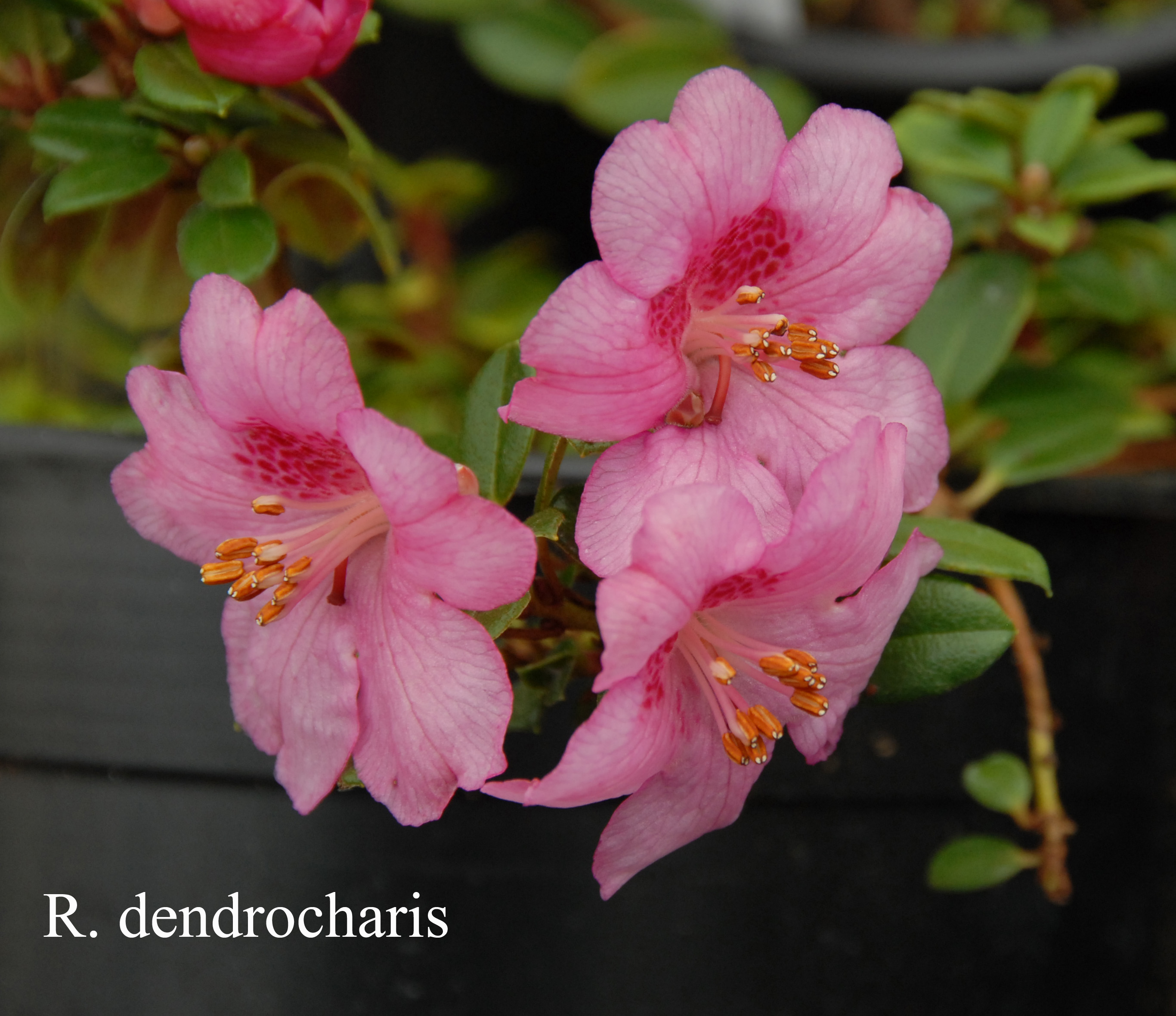Rhododendron dendrocharis photo