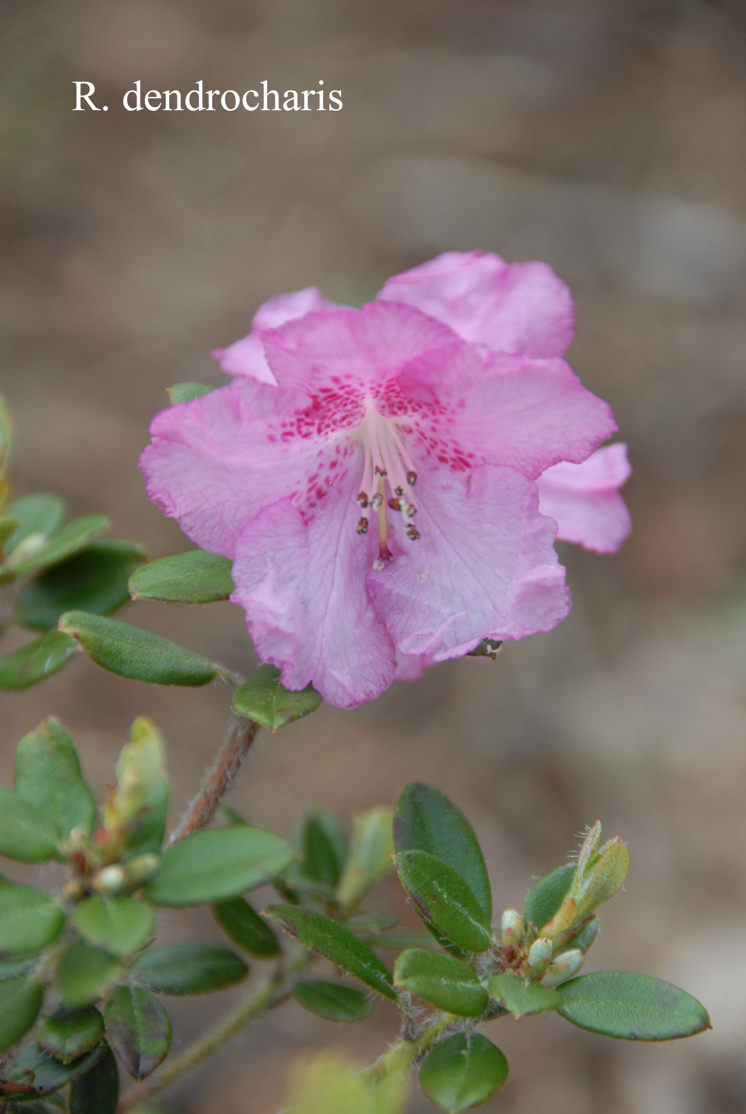 Rhododendron dendrocharis photo