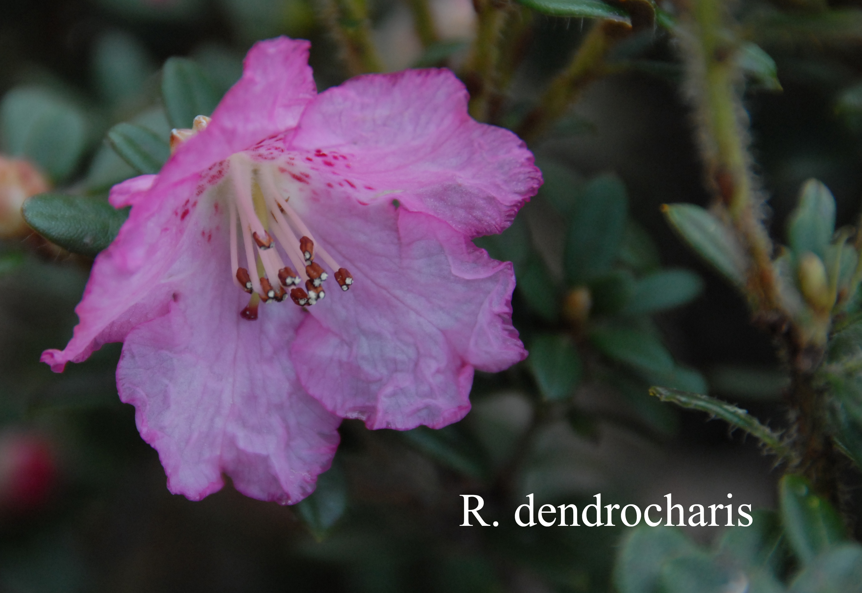 Rhododendron dendrocharis photo