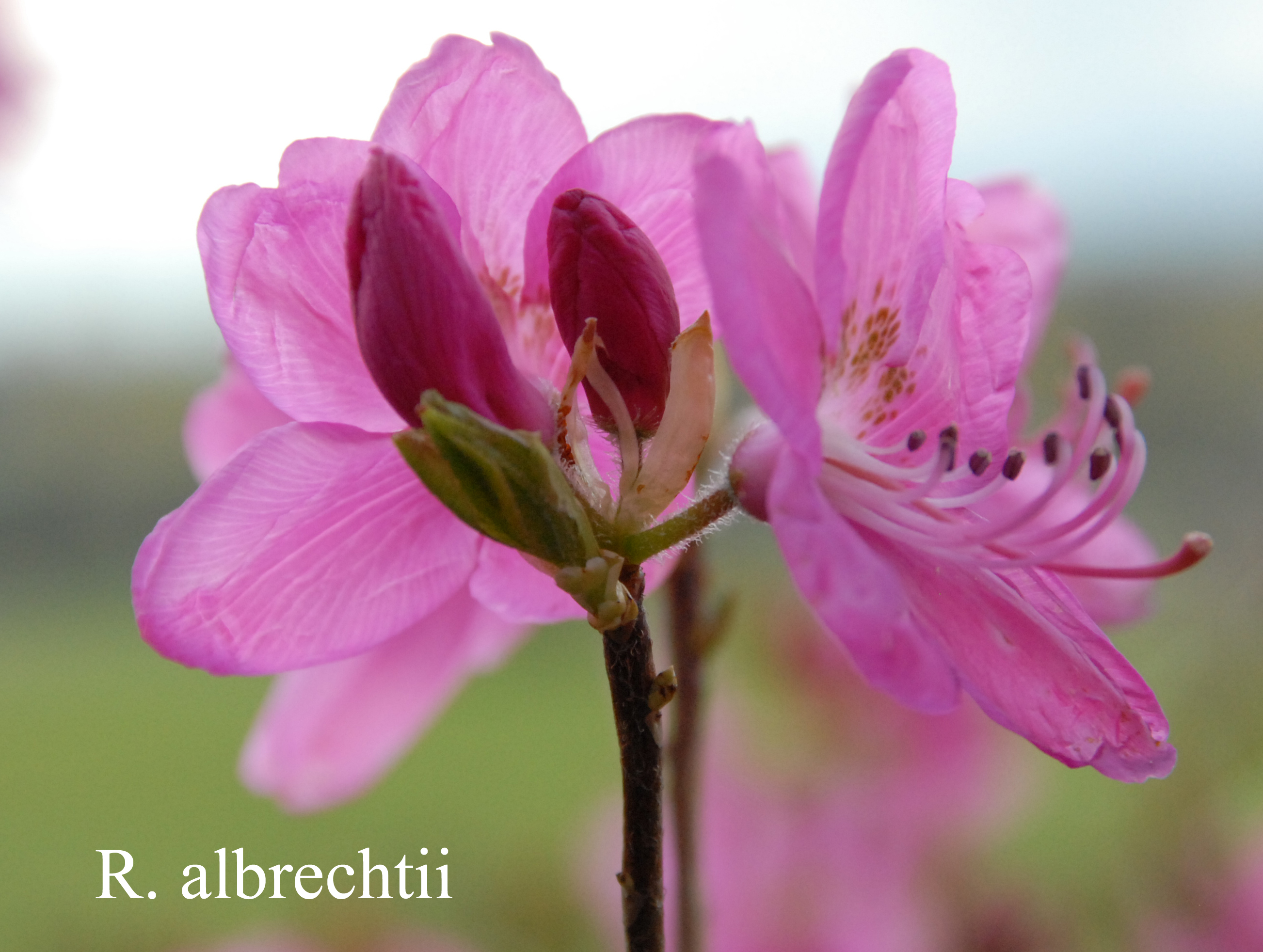 Rhododendron albrechtii photo