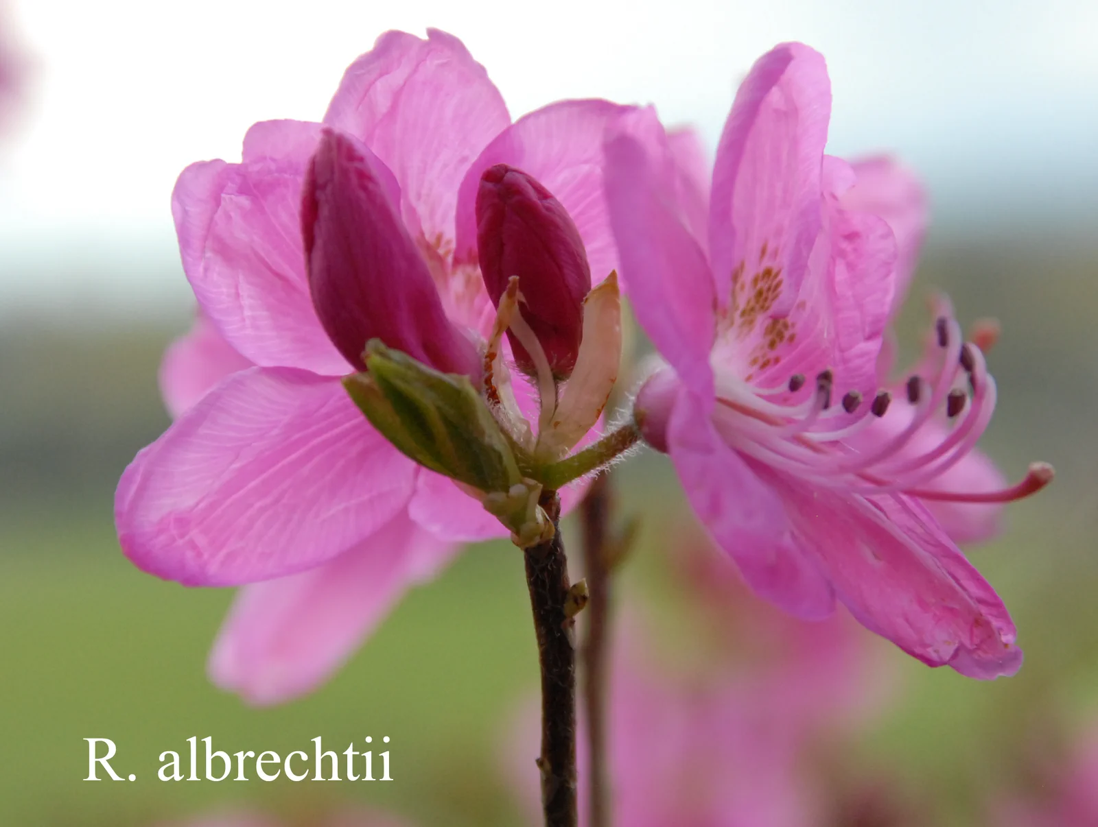 R. albrechtii photo of R. albrechtii. Location: Fearing's Farm Nursery, Abbotsford, BC, Canada. Photo by: Harold Fearing