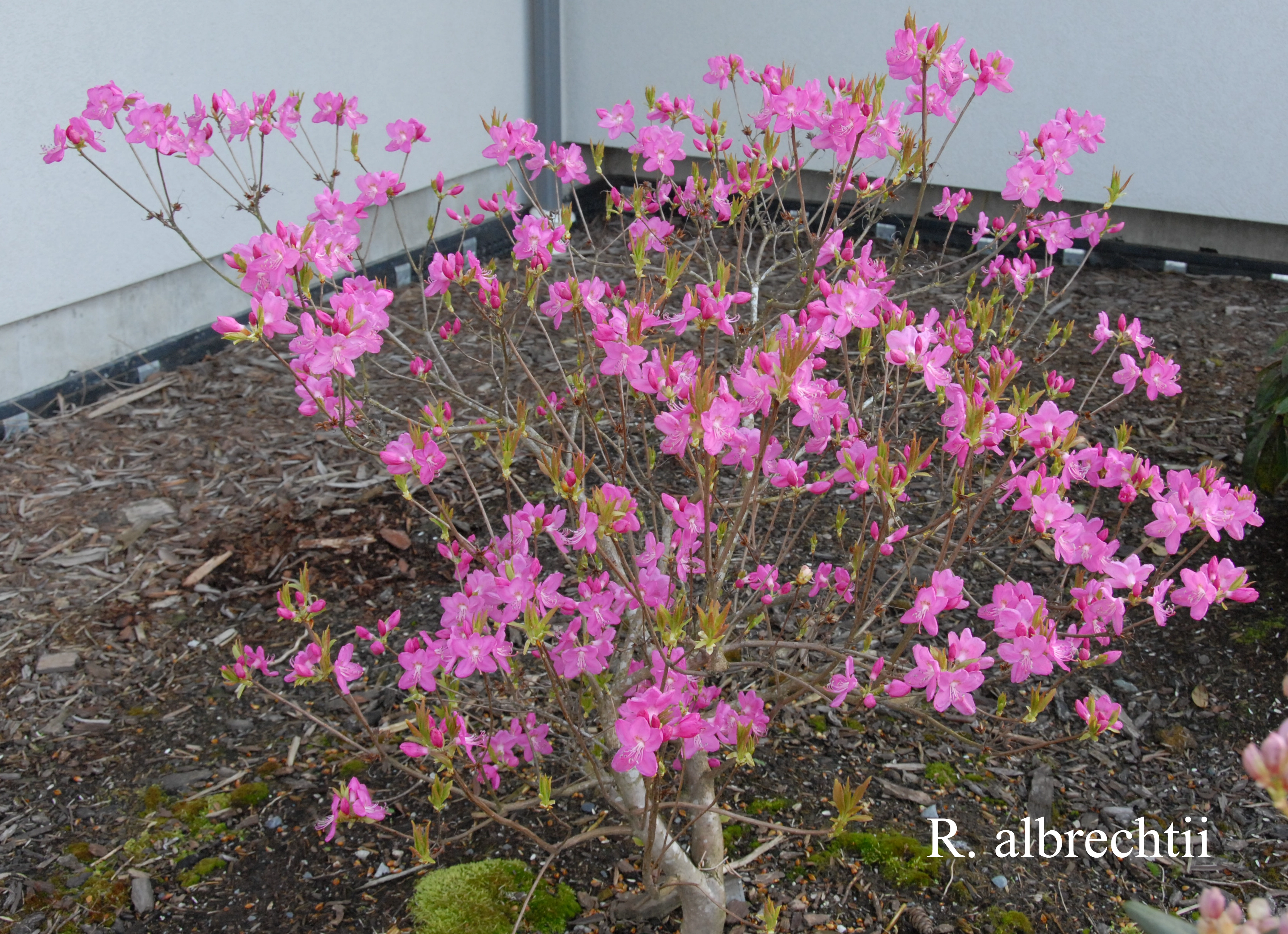 Rhododendron albrechtii photo