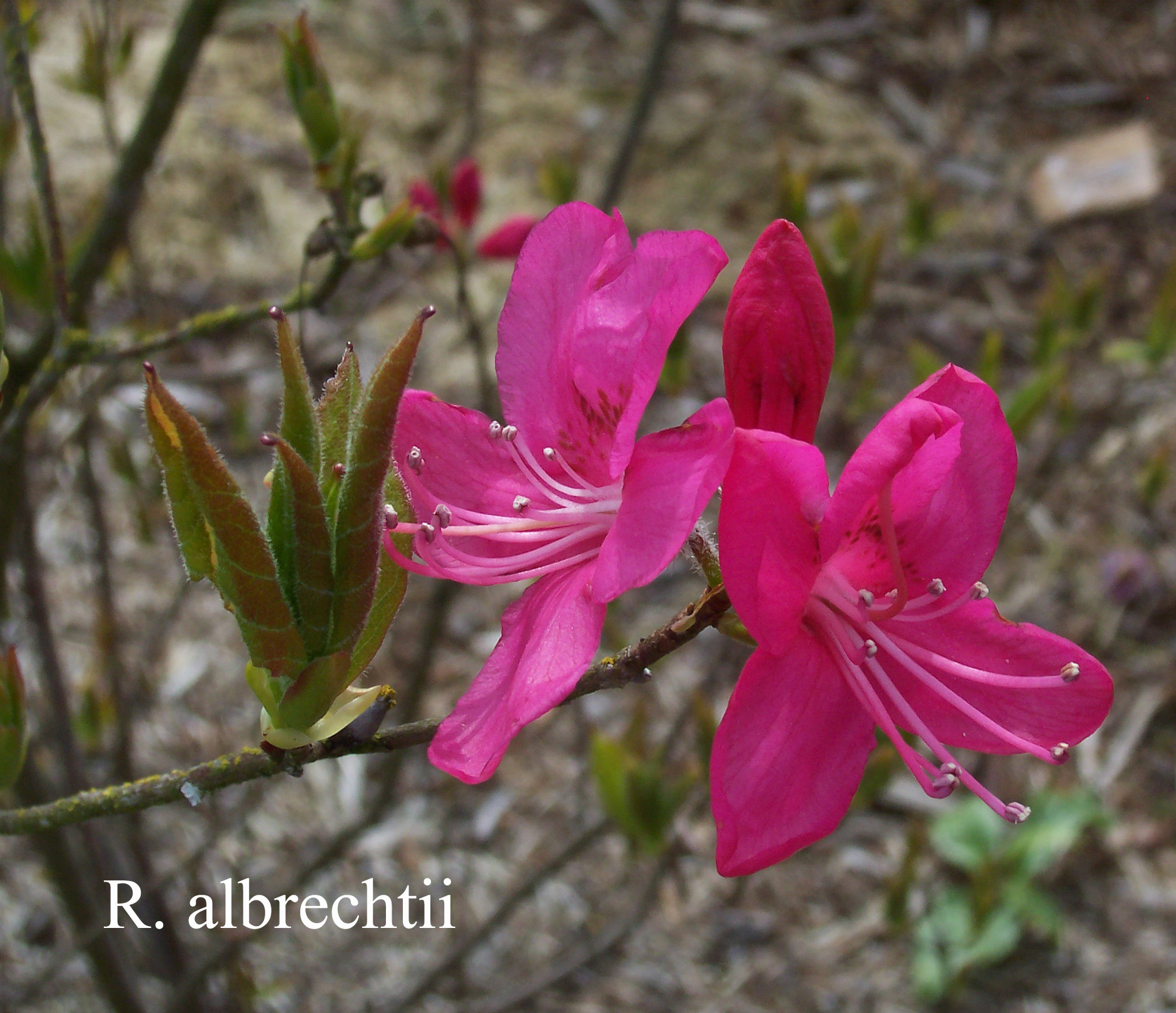 Rhododendron albrechtii photo