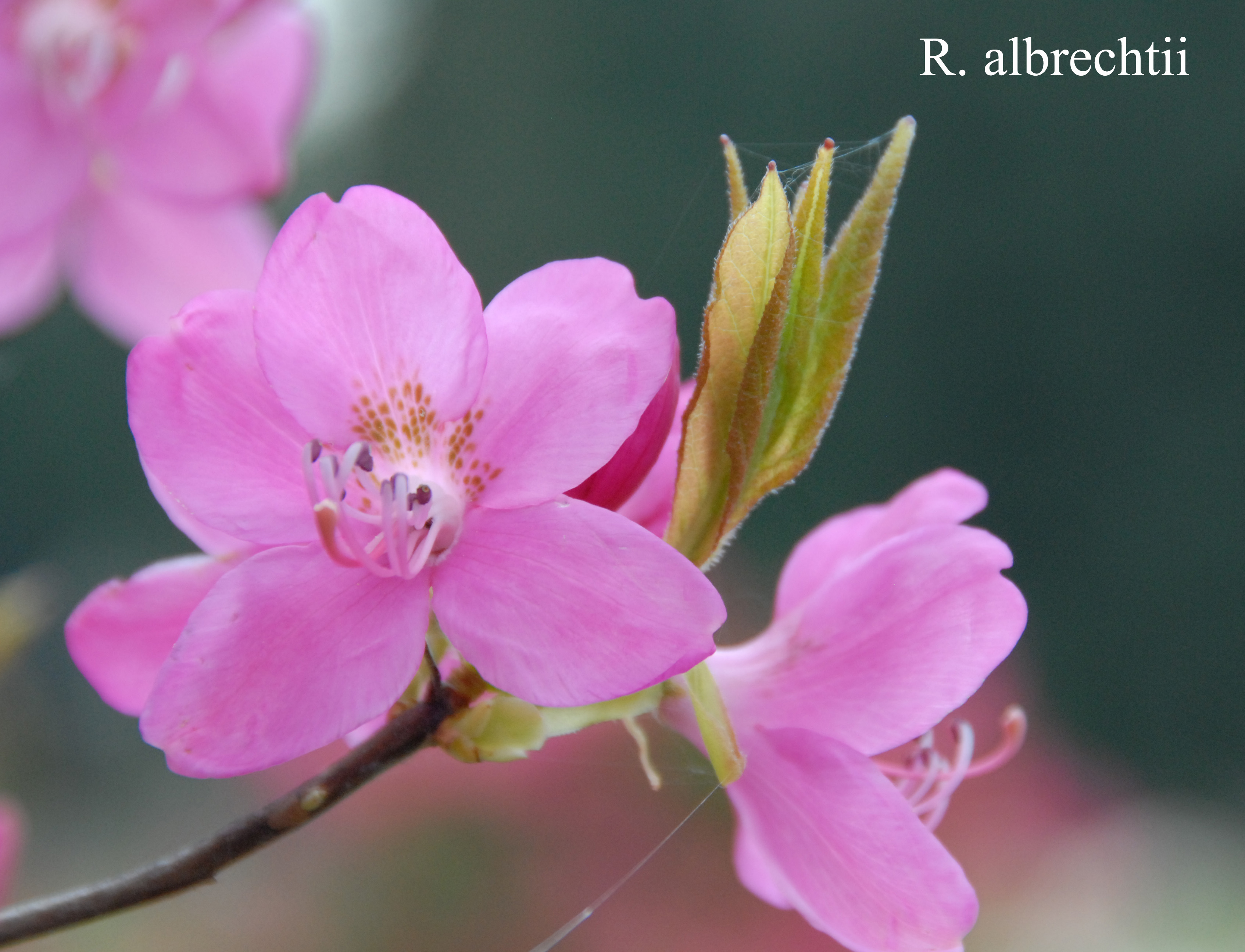Rhododendron albrechtii photo