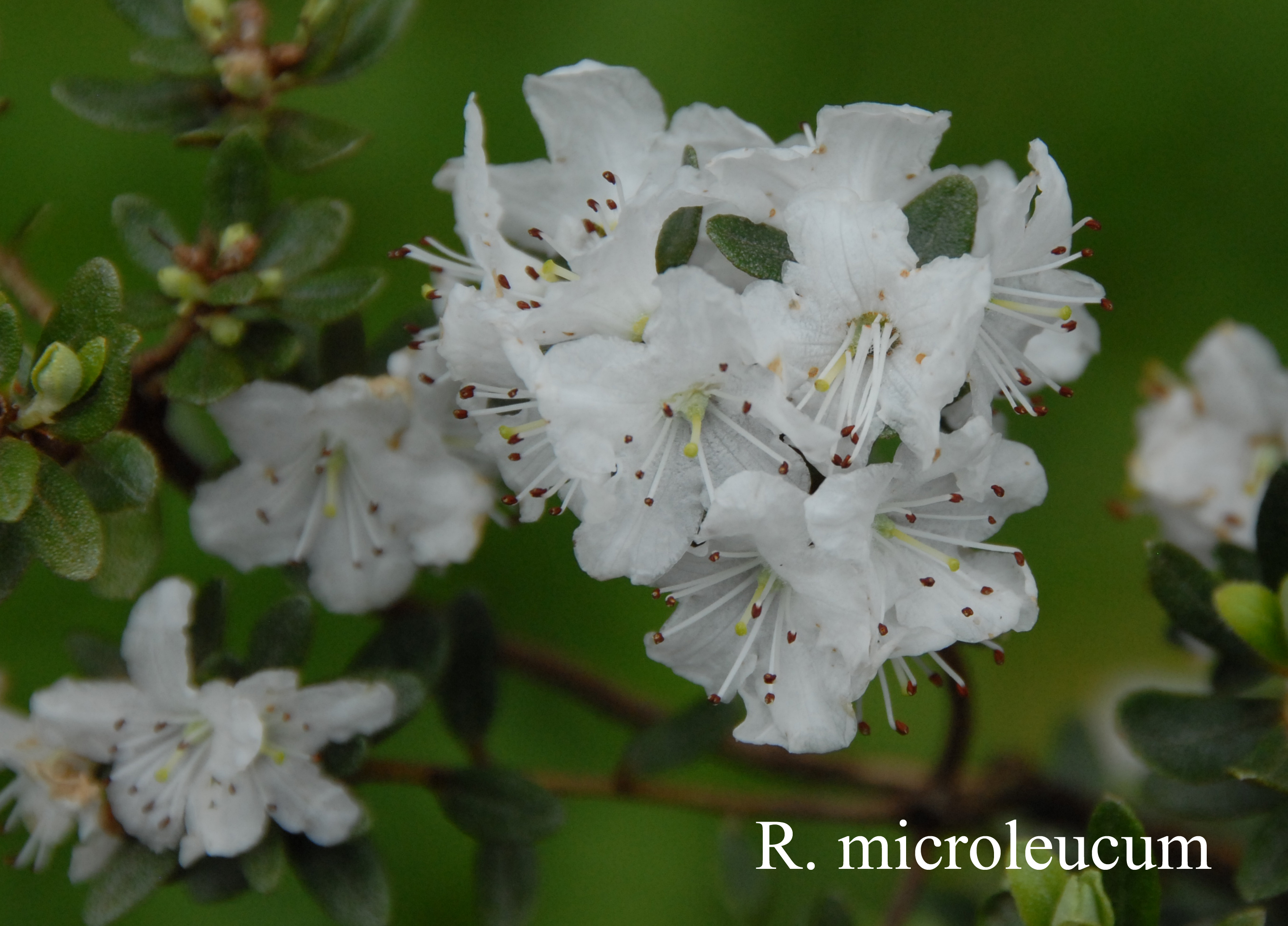 Rhododendron orthocladum var microleucum photo