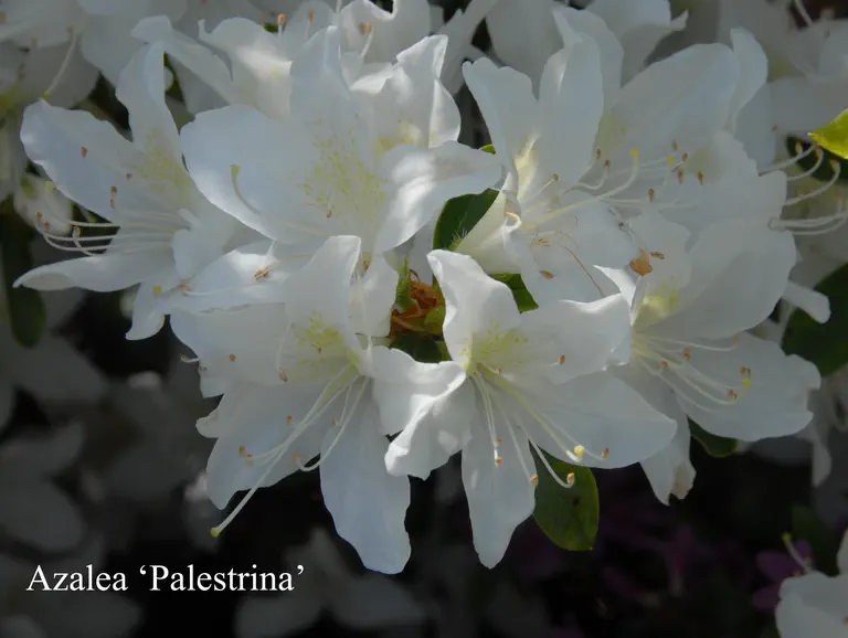 Photo of R. 'Palestrina', Evergreen Azalea Hybrid
