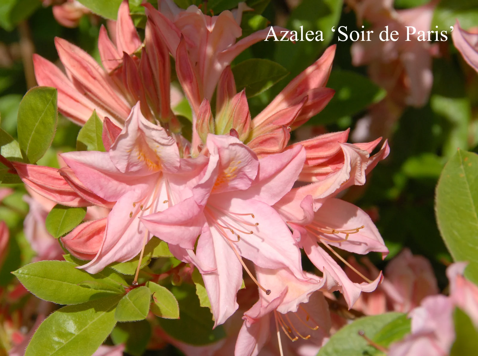 R. 'Soir de Paris' photo of R. 'Soir de Paris'. Location: Fearing's Farm Nursery, Abbotsford, BC, Canada. Photo by: Harold Fearing